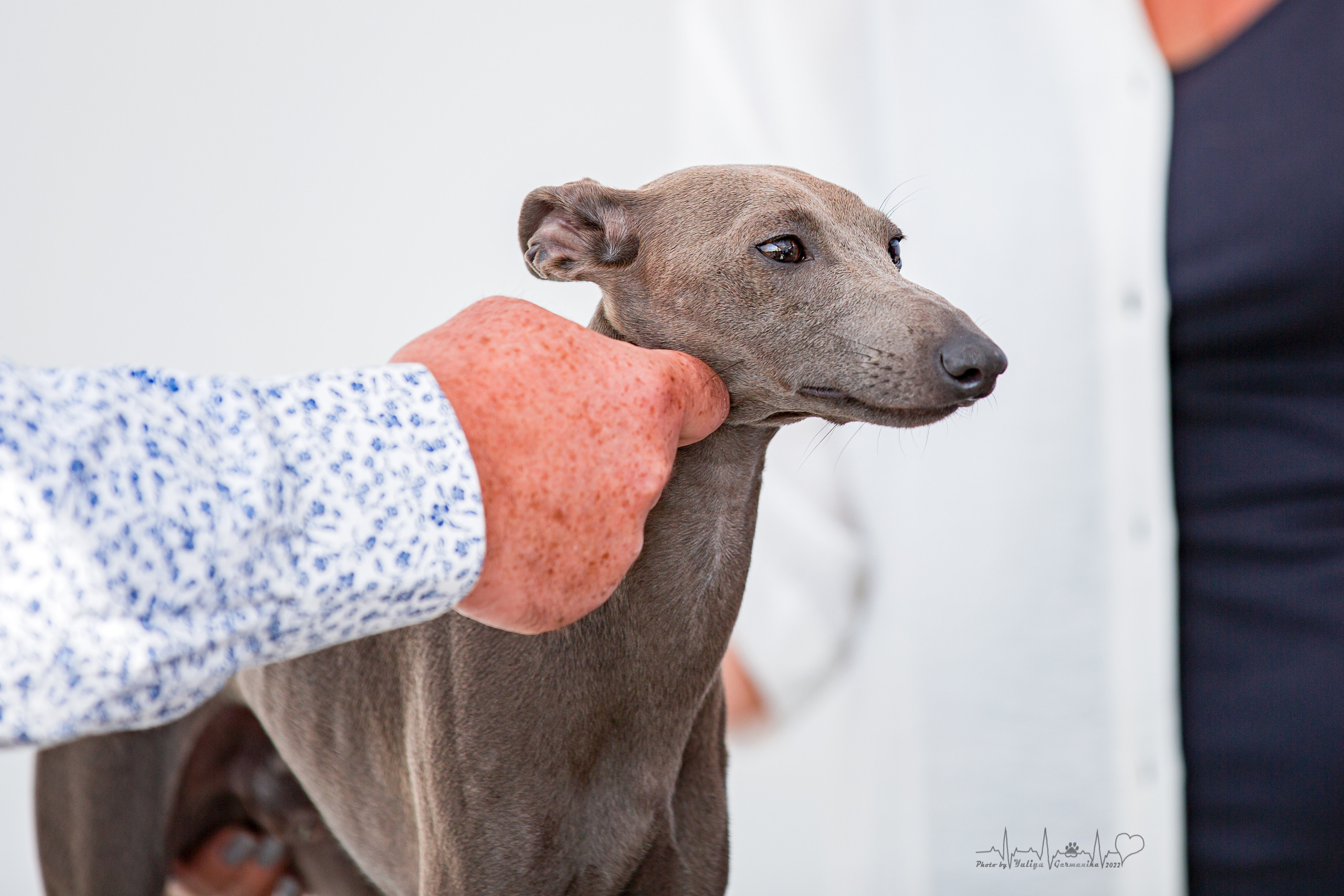 Сокольники 21.08,Сергиев Посад 27-28.08 2022. Фотограф-анималист Юлия Германика