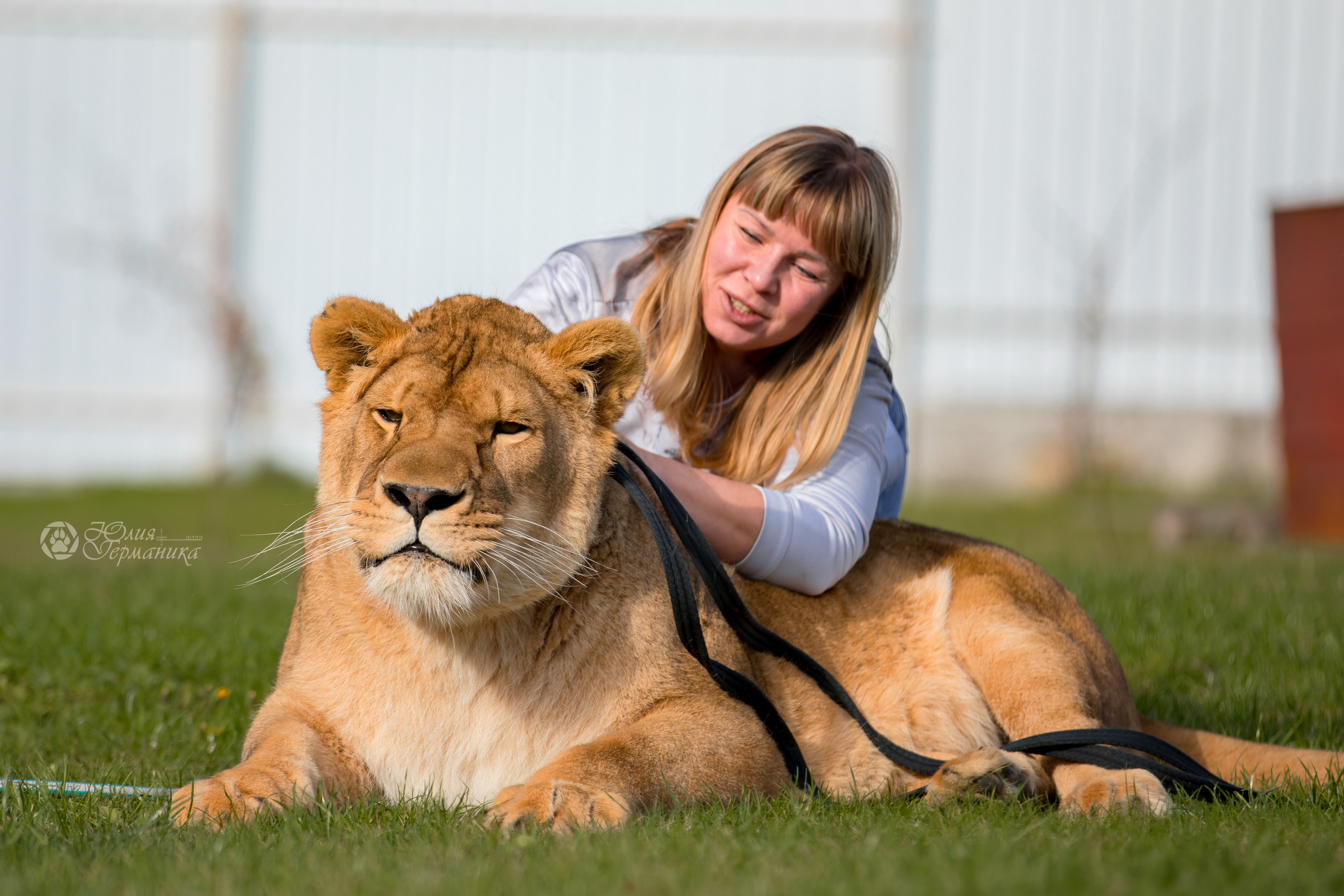 Герда(львица). Фотограф-анималист Юлия Германика