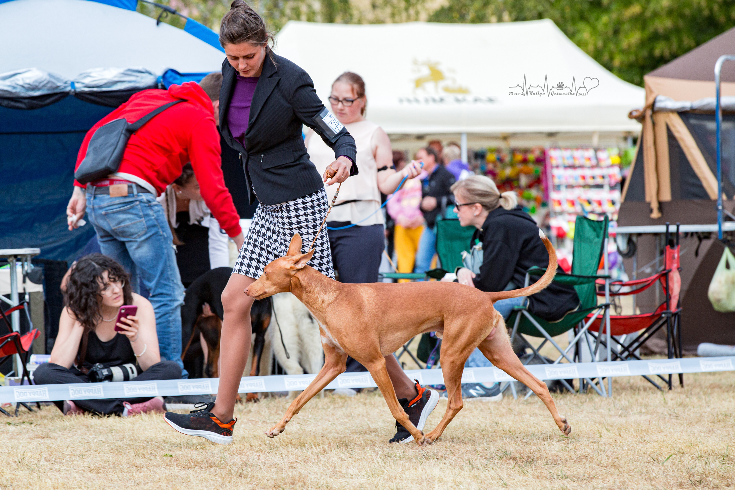 Минск 2хCACIB 3-4.09.2022. Фотограф-анималист Юлия Германика