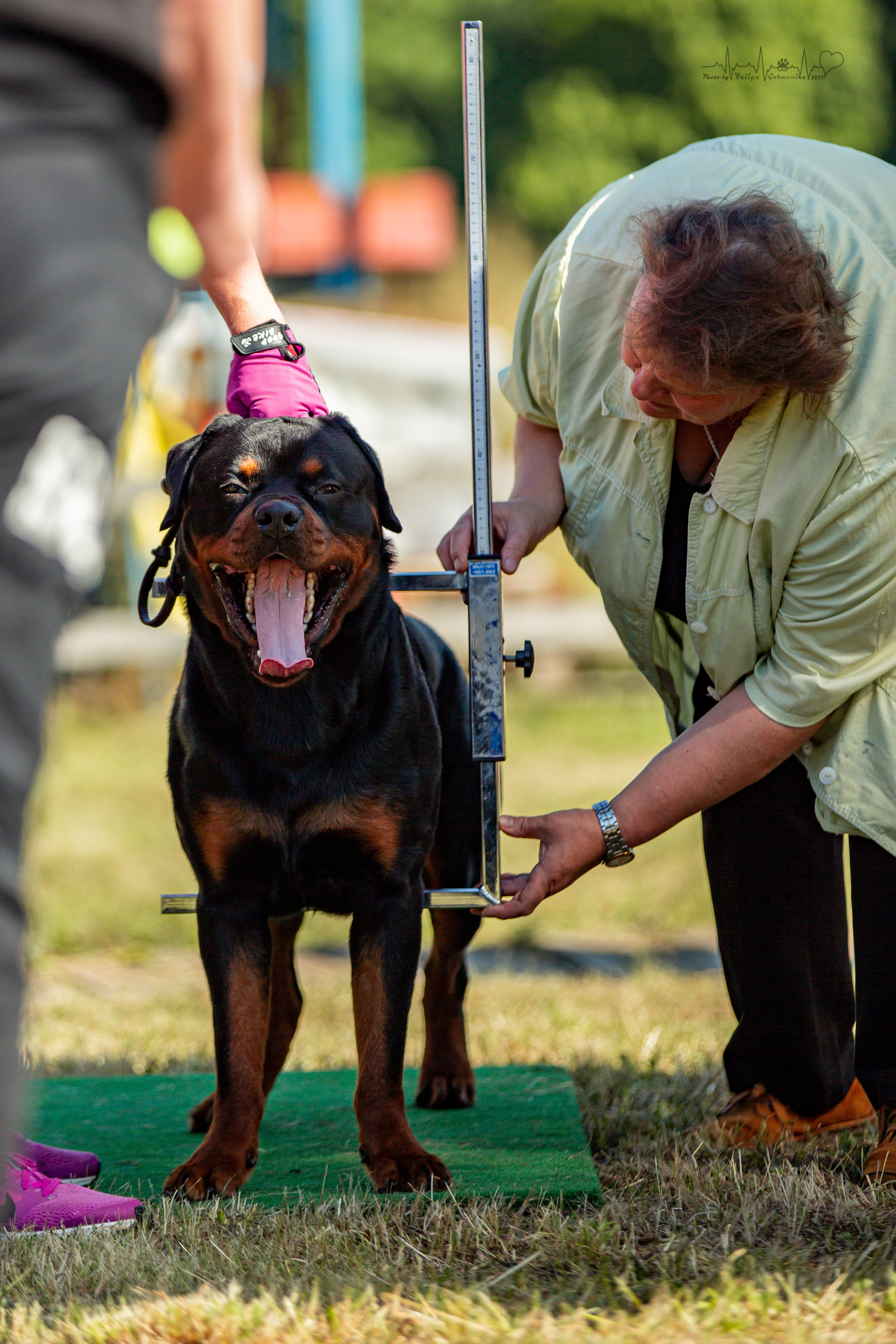 Рязань моно ротвейлеров 13.08.2022. Фотограф-анималист Юлия Германика