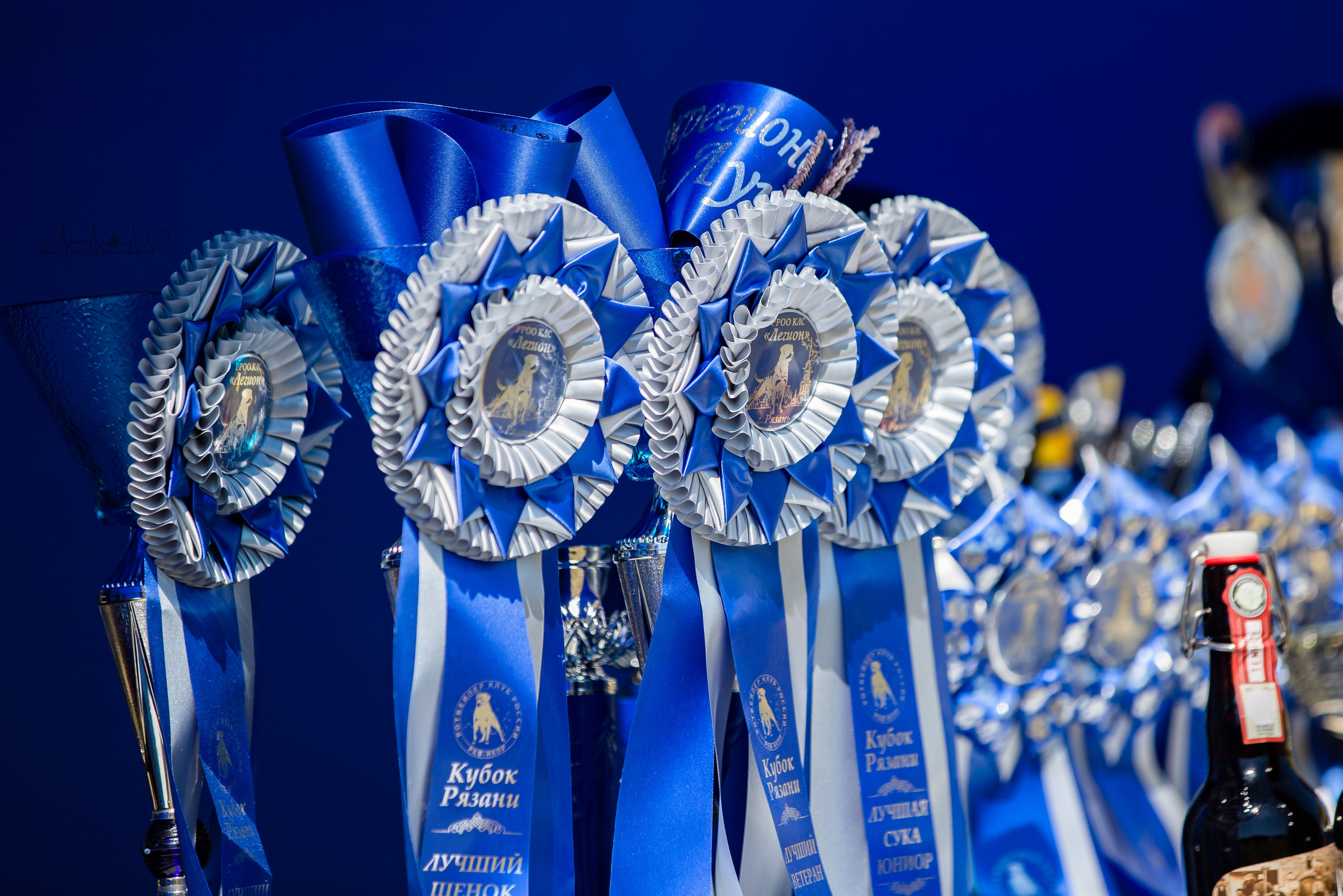 Рязань моно ротвейлеров 13.08.2022. Фотограф-анималист Юлия Германика