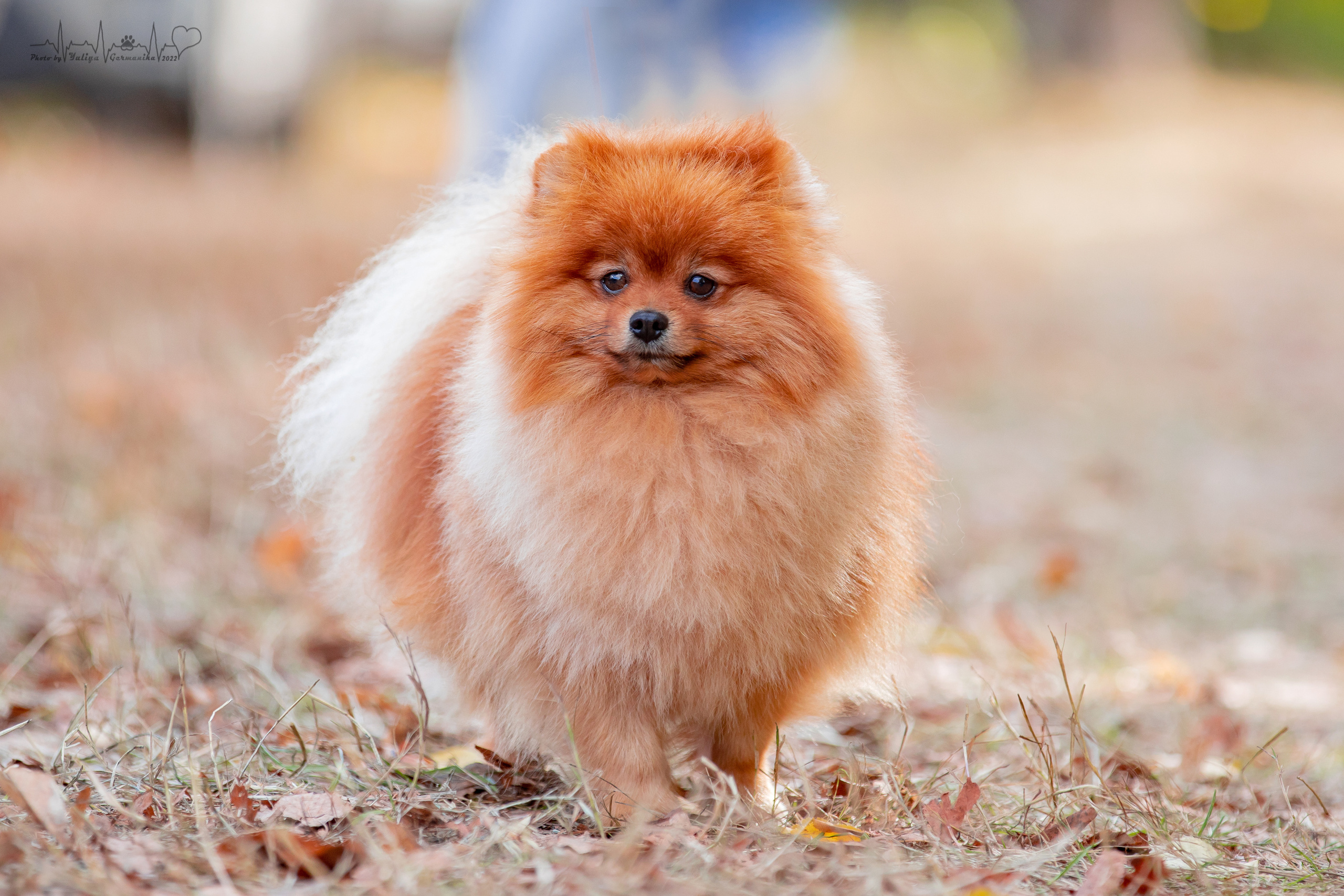 Пушкино ЧРКФ 17.09.2022. Фотограф-анималист Юлия Германика