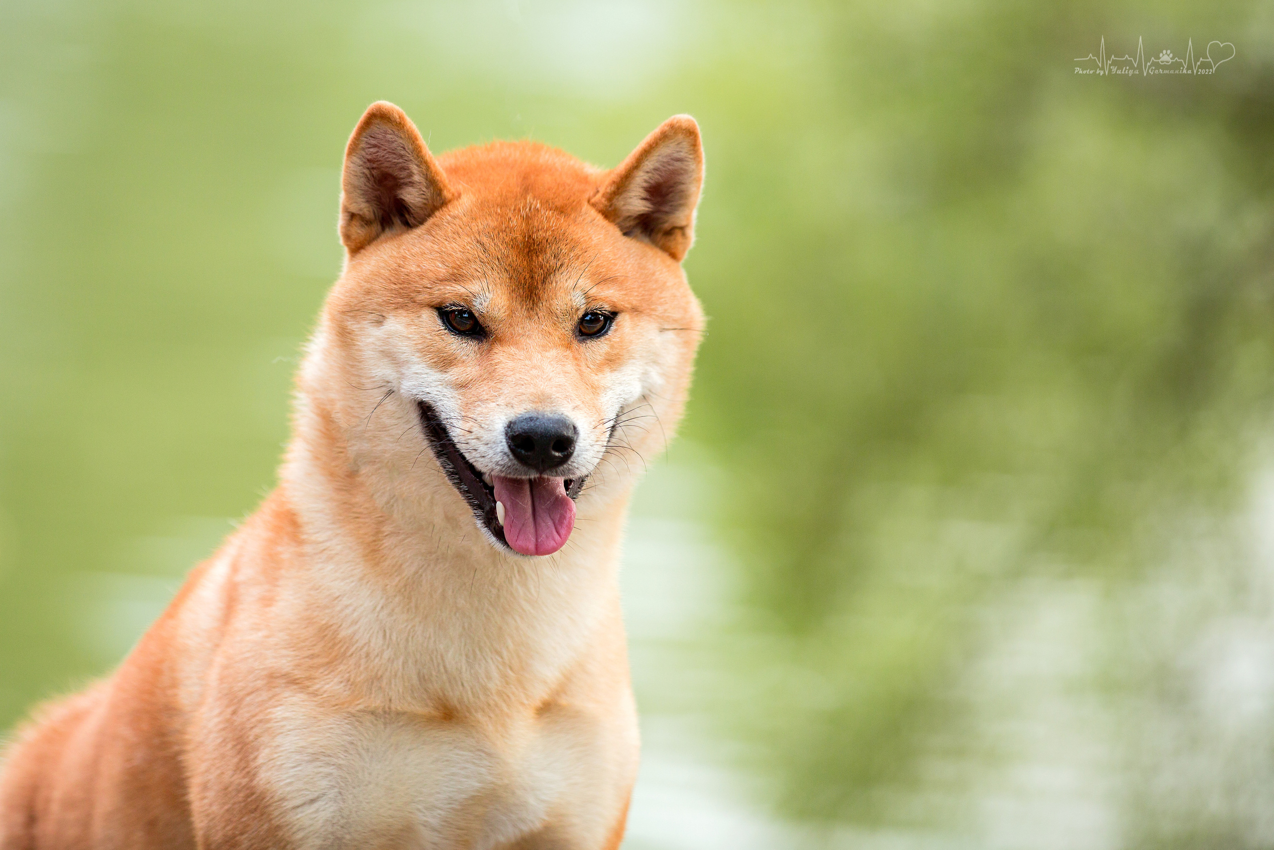 Сокольники 21.08,Сергиев Посад 27-28.08 2022. Фотограф-анималист Юлия Германика