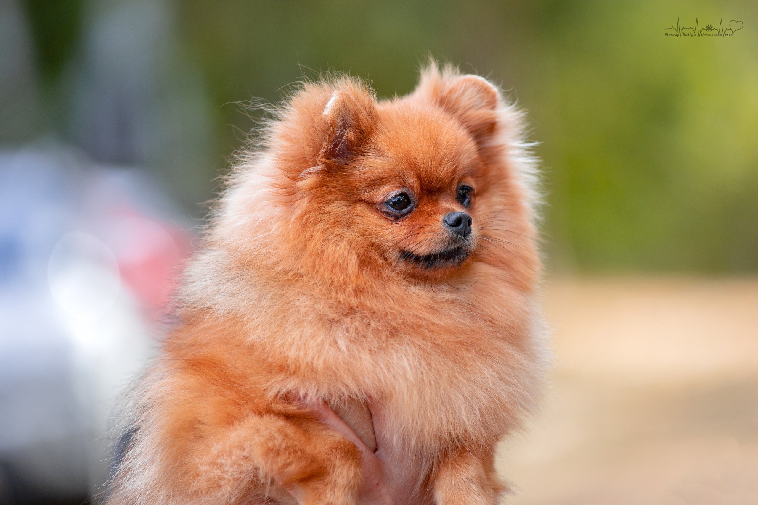 Пушкино ЧРКФ 17.09.2022. Фотограф-анималист Юлия Германика