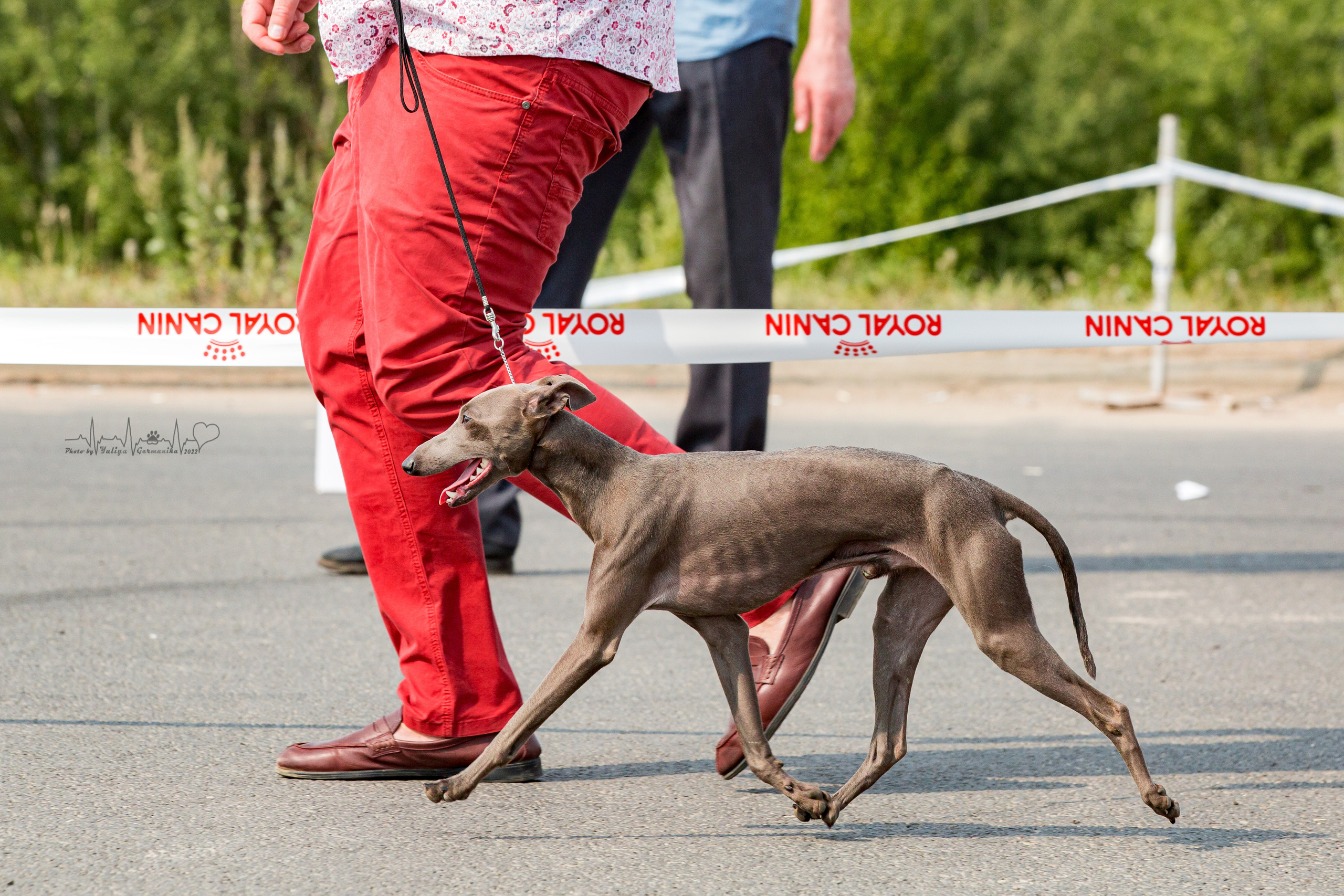 Сокольники 21.08,Сергиев Посад 27-28.08 2022. Фотограф-анималист Юлия Германика