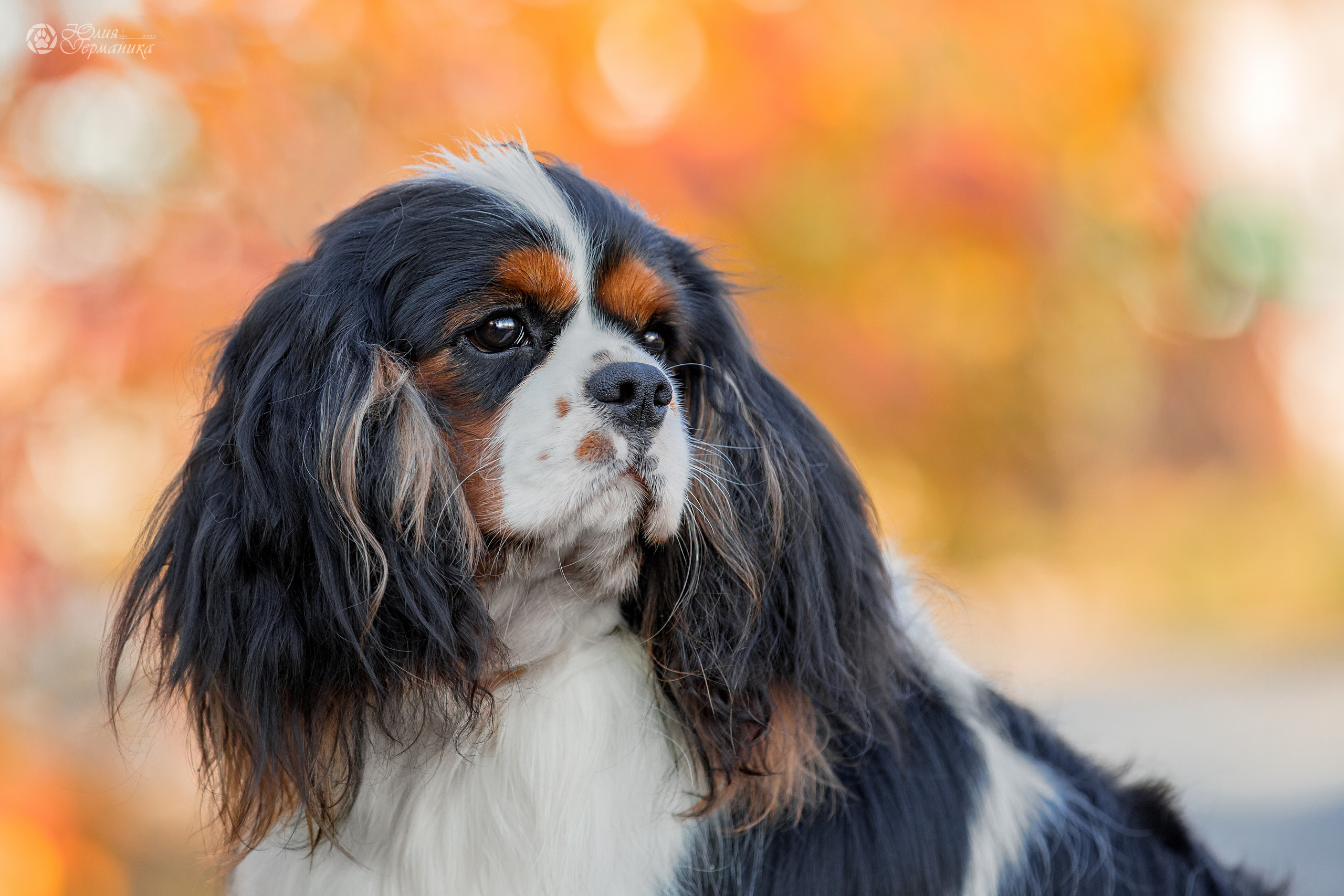 Свободная съемка. Фотограф-анималист Юлия Германика