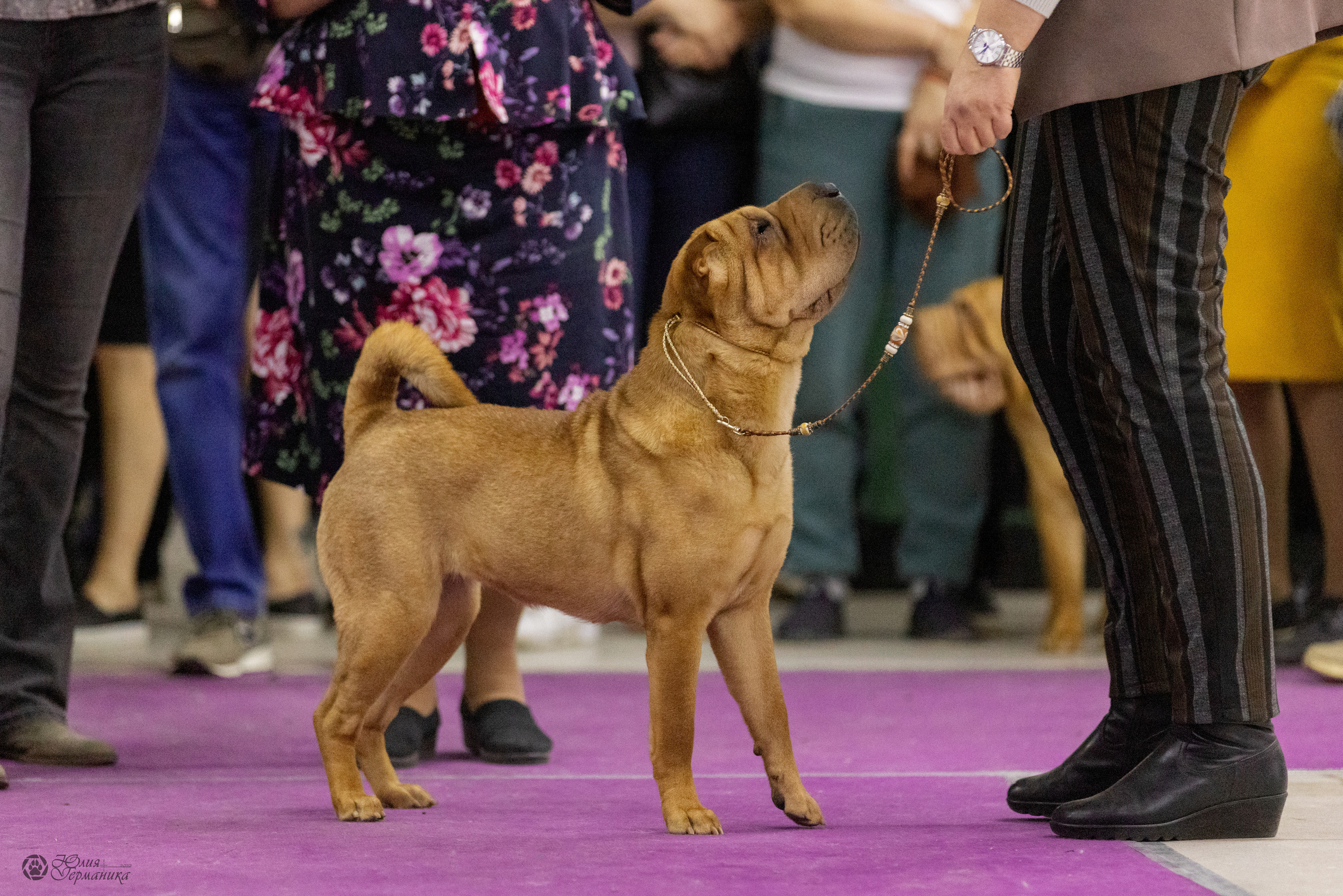 Чайна-Таун 3 и 12.11.2022. Фотограф-анималист Юлия Германика