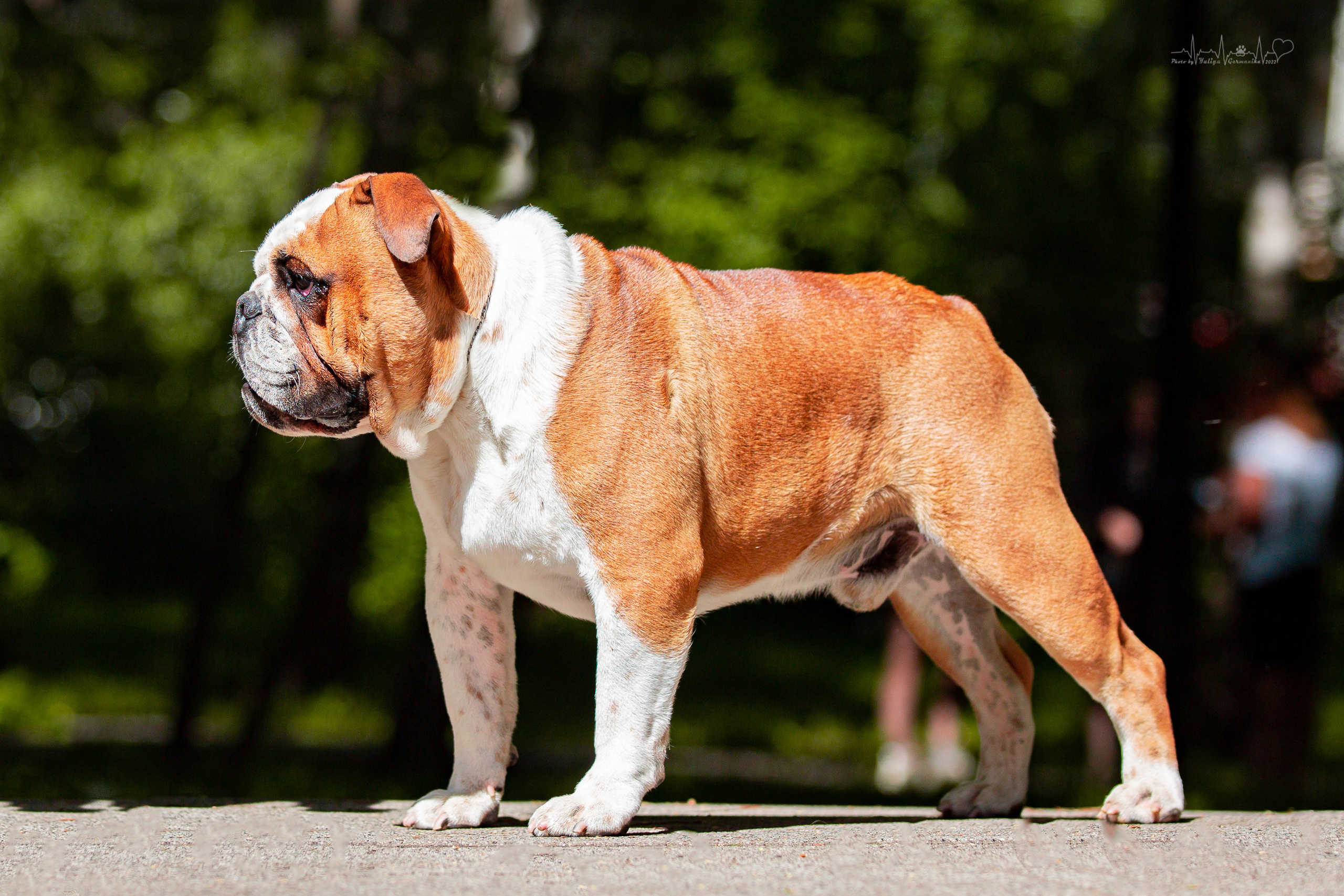 Ховрино 31.07,Чайна-Таун 6.08,Тверь 7.08. Фотограф-анималист Юлия Германика