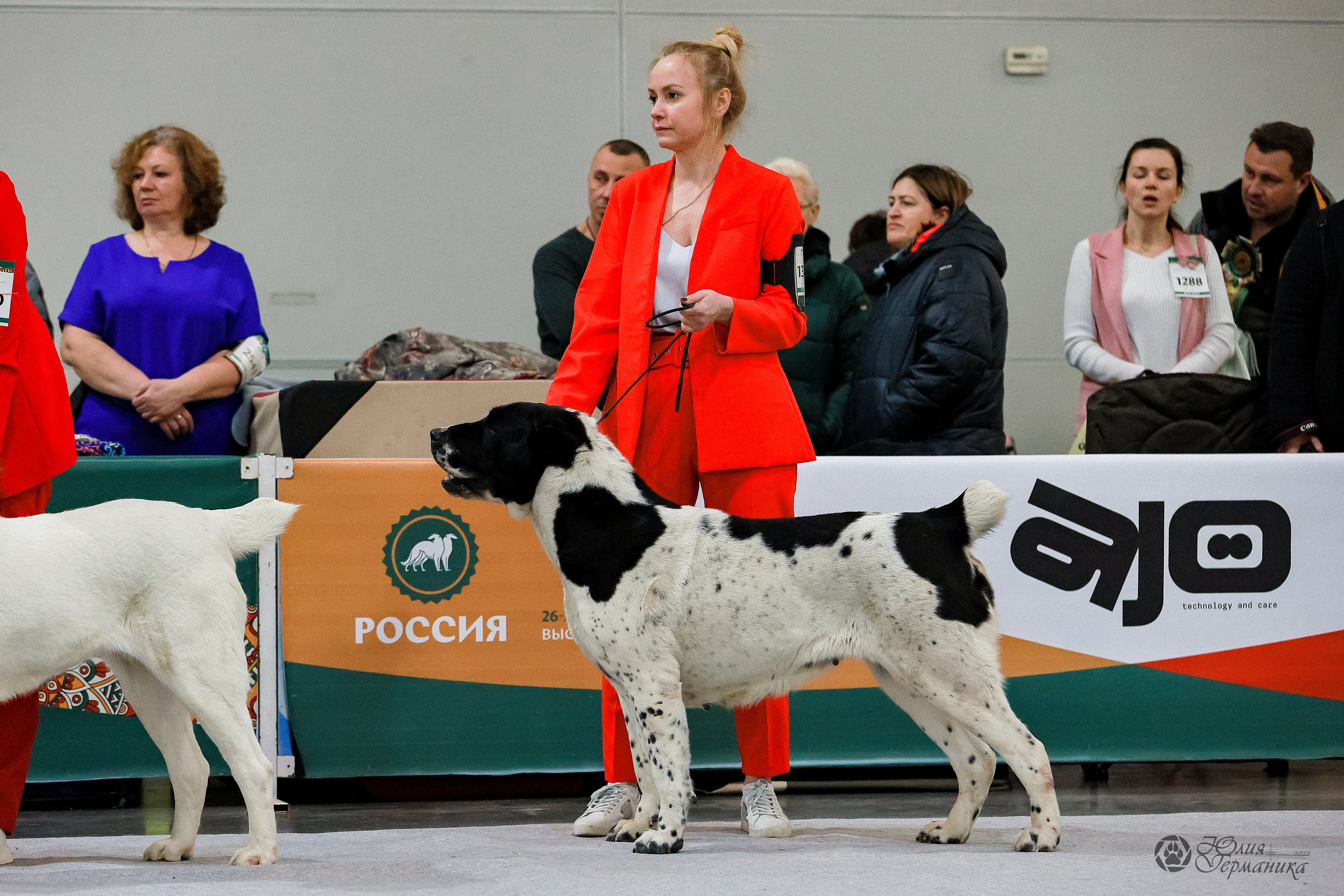 Россия 2020-2022 26-27.11.2022. Фотограф-анималист Юлия Германика