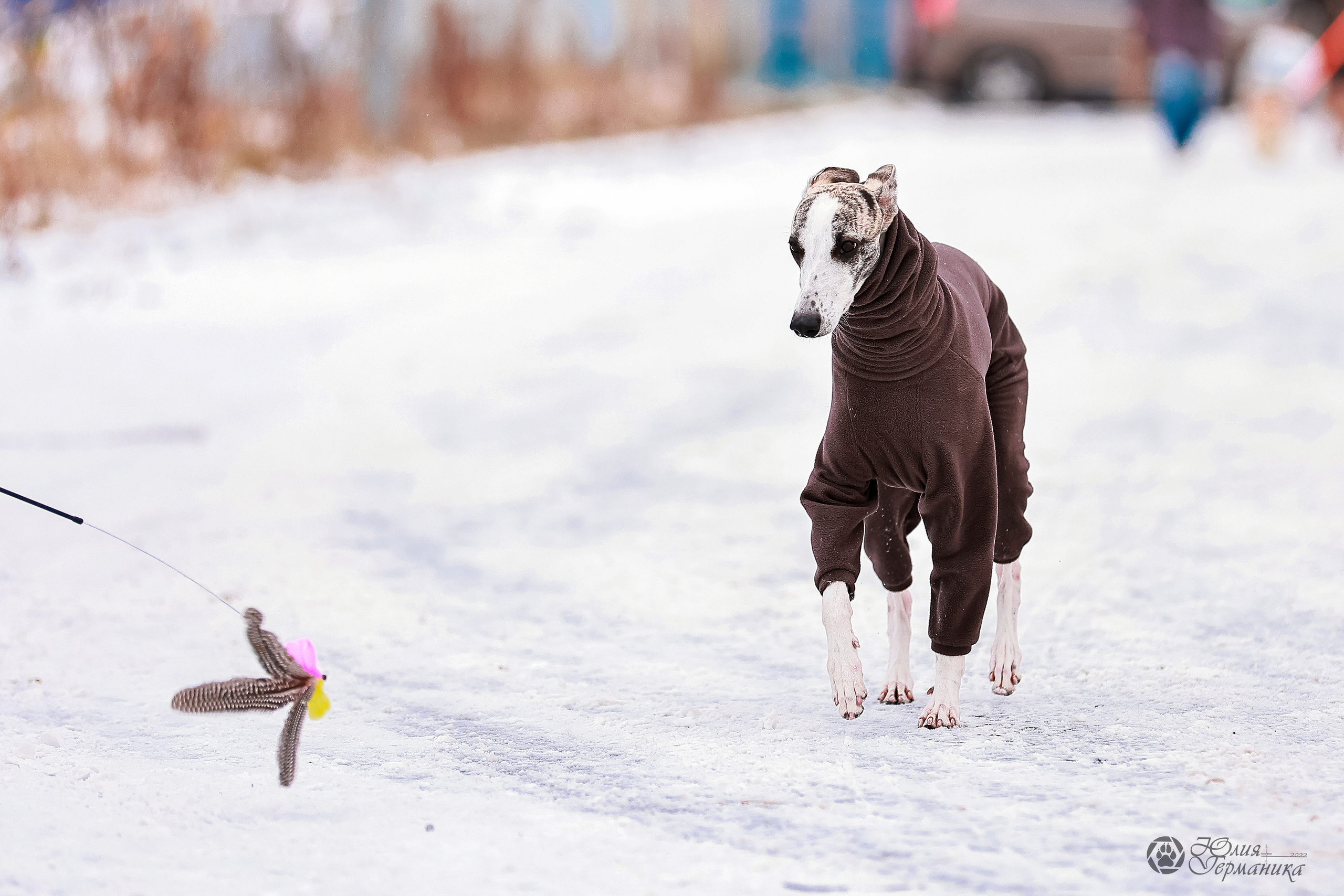 Минск 19-20.11.2022. Фотограф-анималист Юлия Германика