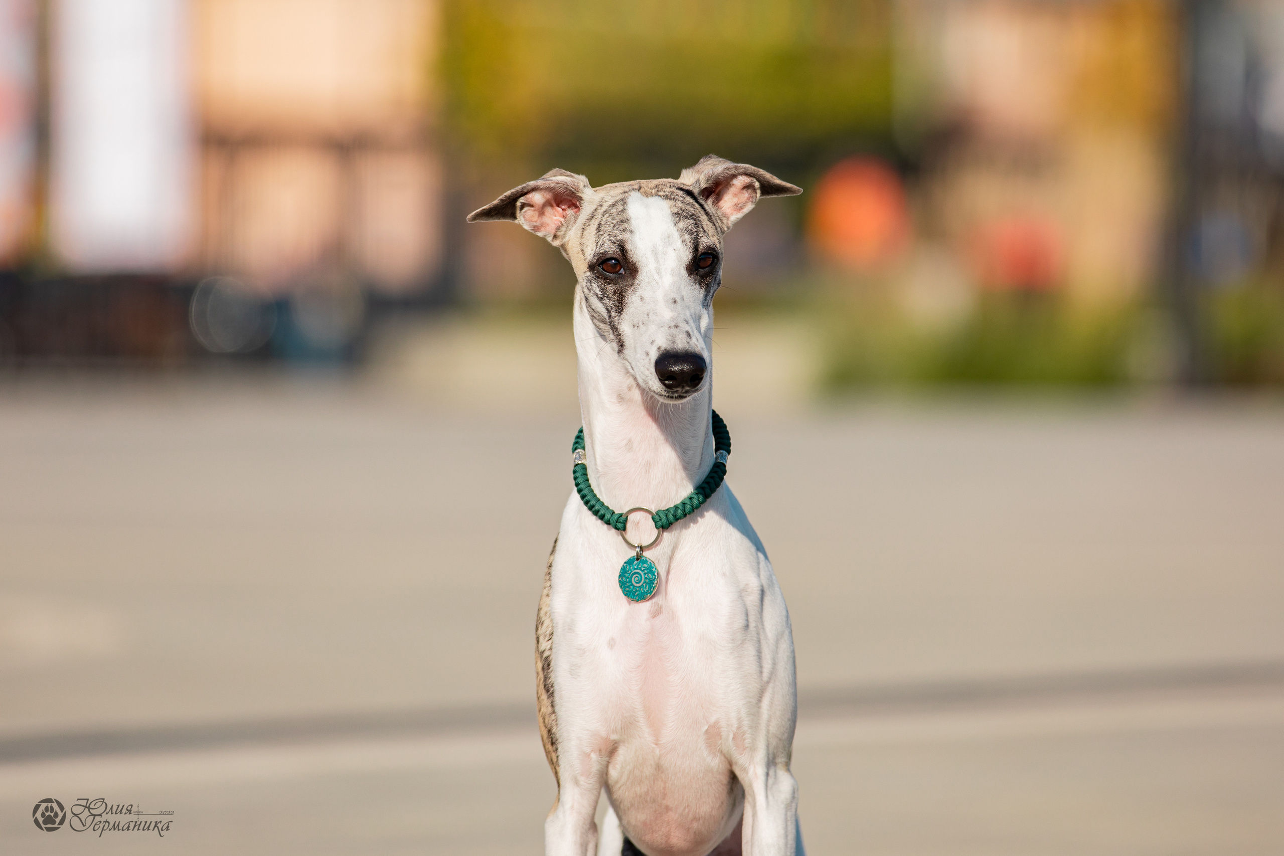 Нижний Новгород 15-16.10.2022. Фотограф-анималист Юлия Германика