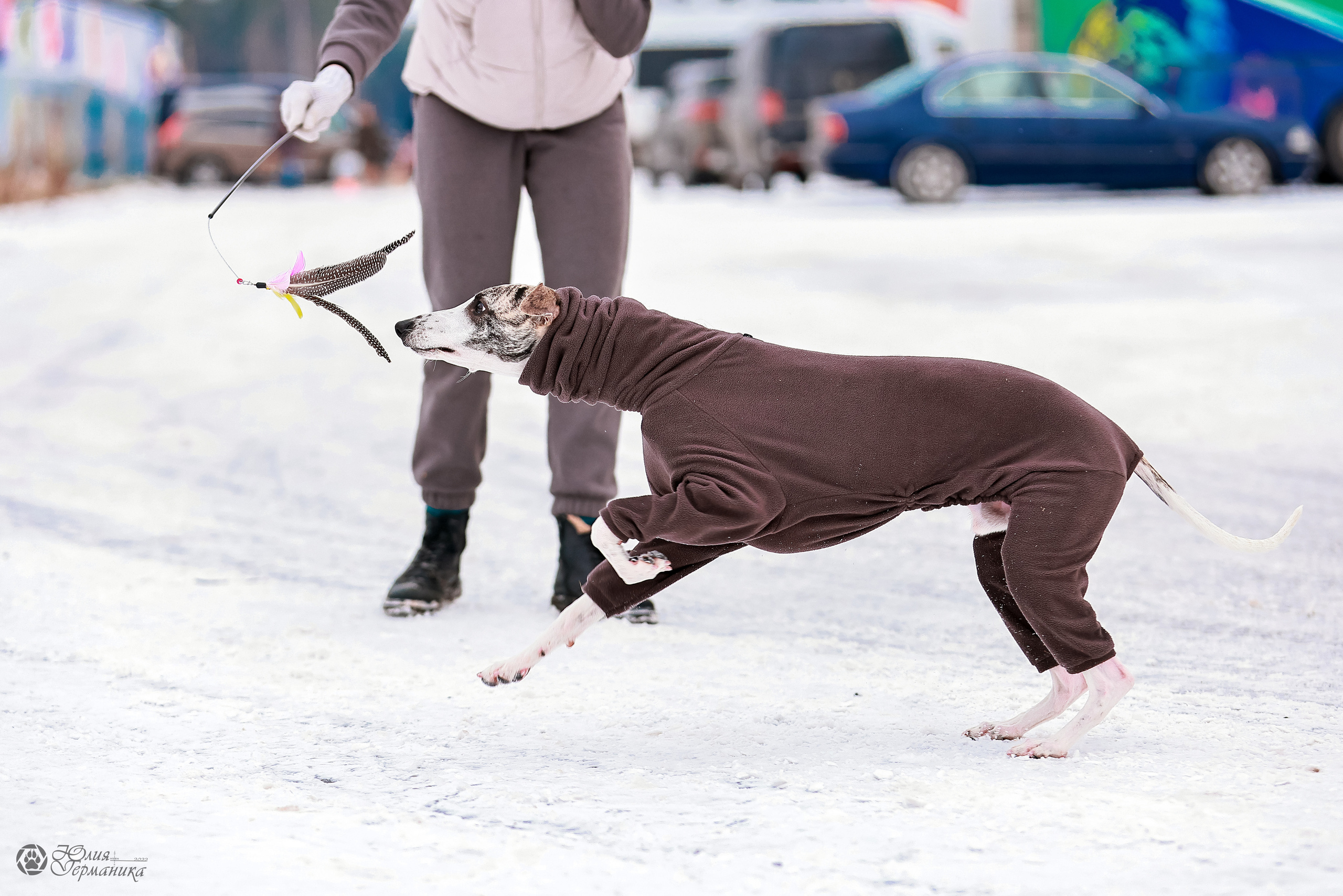 Минск 19-20.11.2022. Фотограф-анималист Юлия Германика