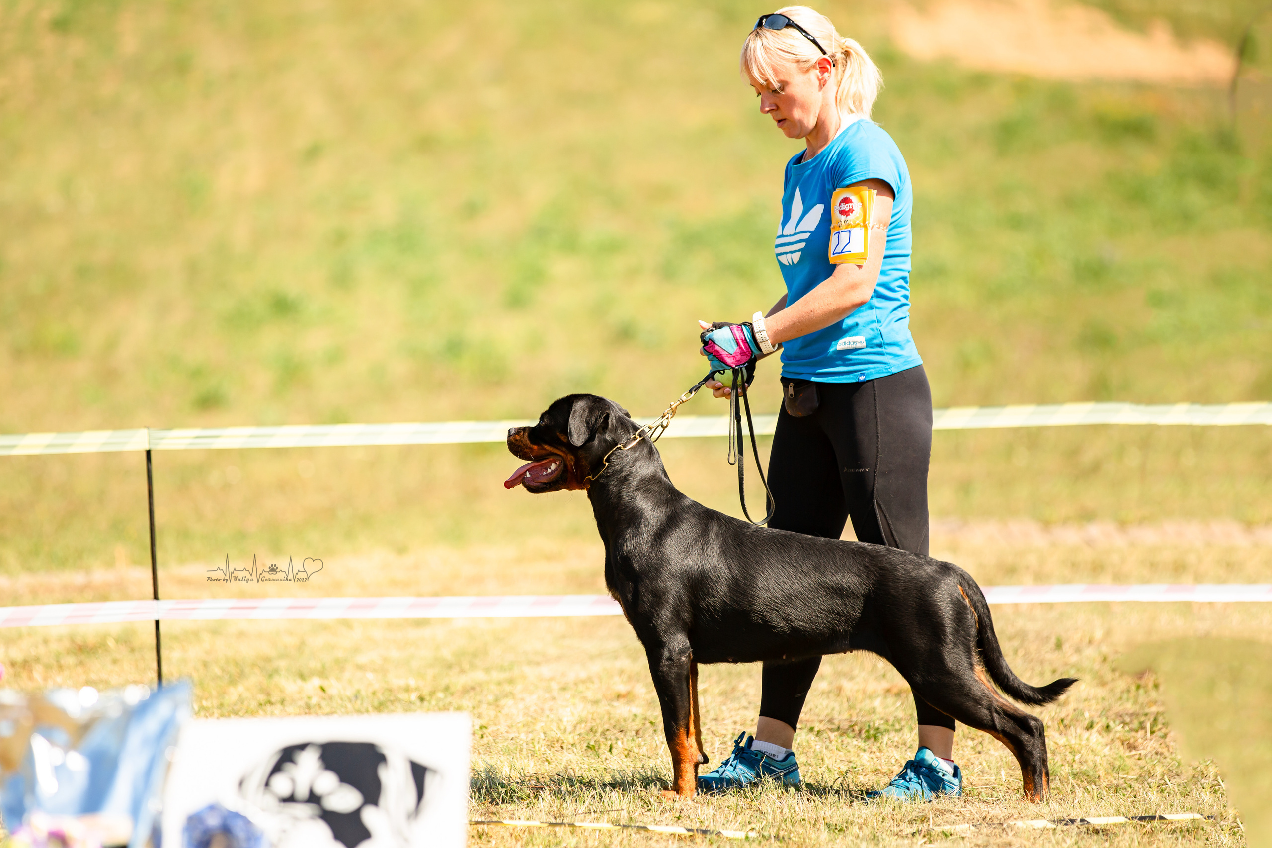 Рязань моно ротвейлеров 13.08.2022. Фотограф-анималист Юлия Германика