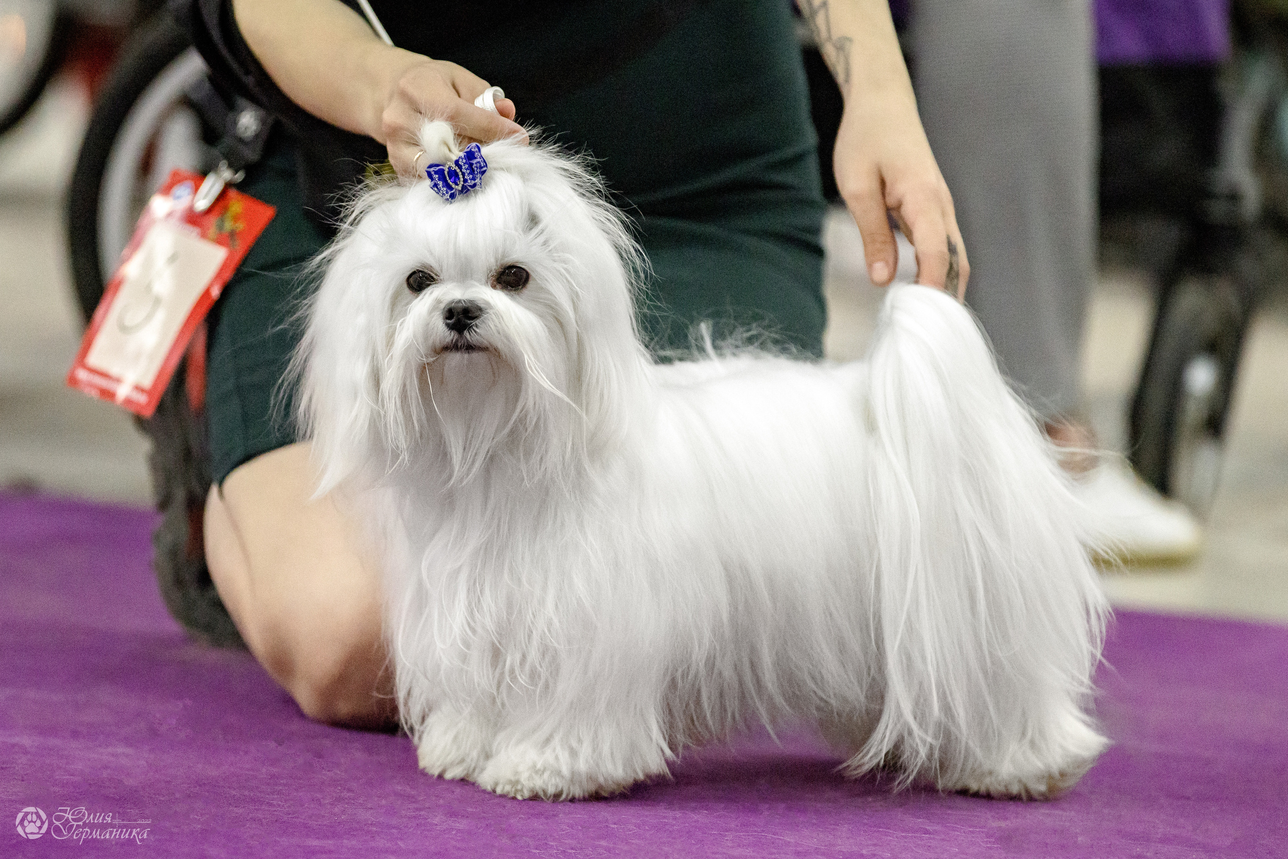 Чайна-Таун 3 и 12.11.2022. Фотограф-анималист Юлия Германика