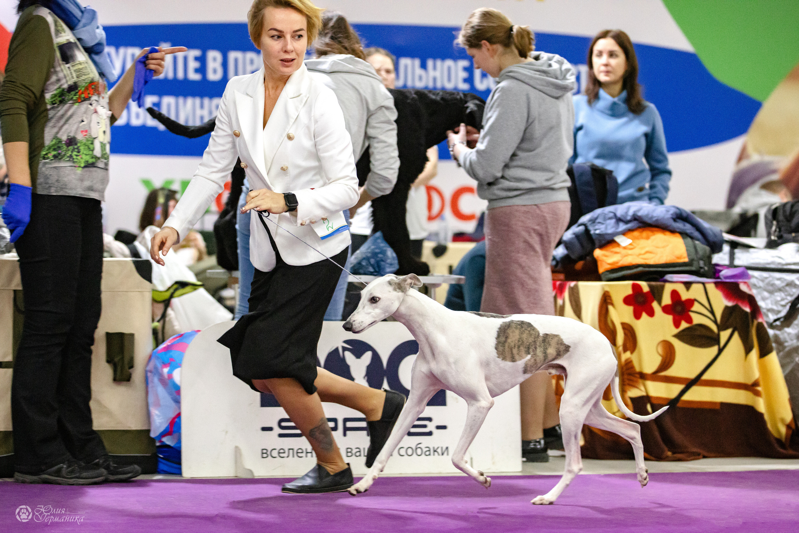 Чайна-Таун 3 и 12.11.2022. Фотограф-анималист Юлия Германика