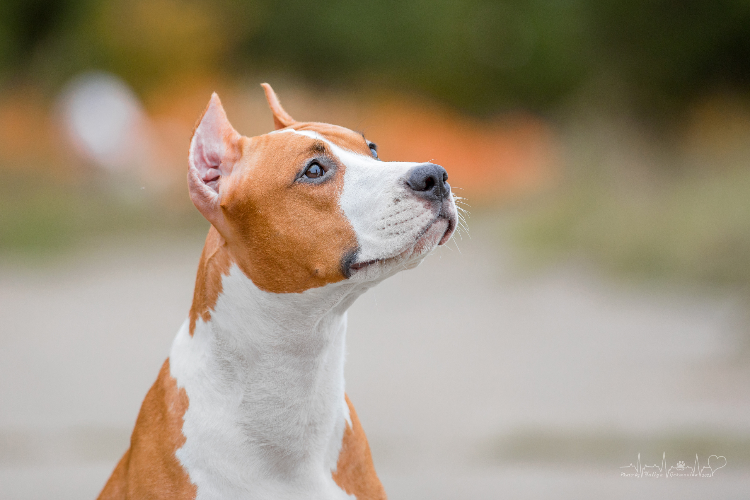 Тверь ЧРКФ 18.09.2022. Фотограф-анималист Юлия Германика