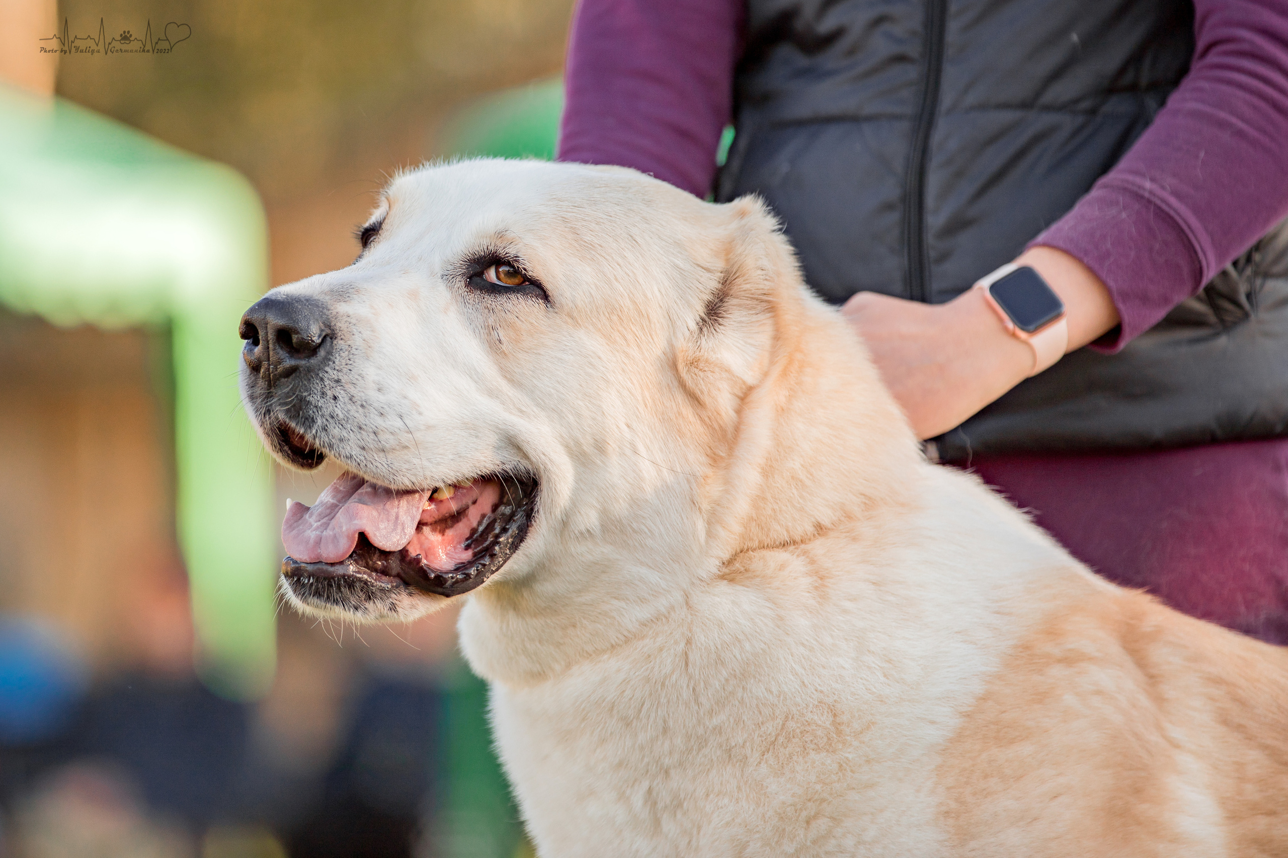 Александрова Слобода моно сао 2.10.2022. Фотограф-анималист Юлия Германика