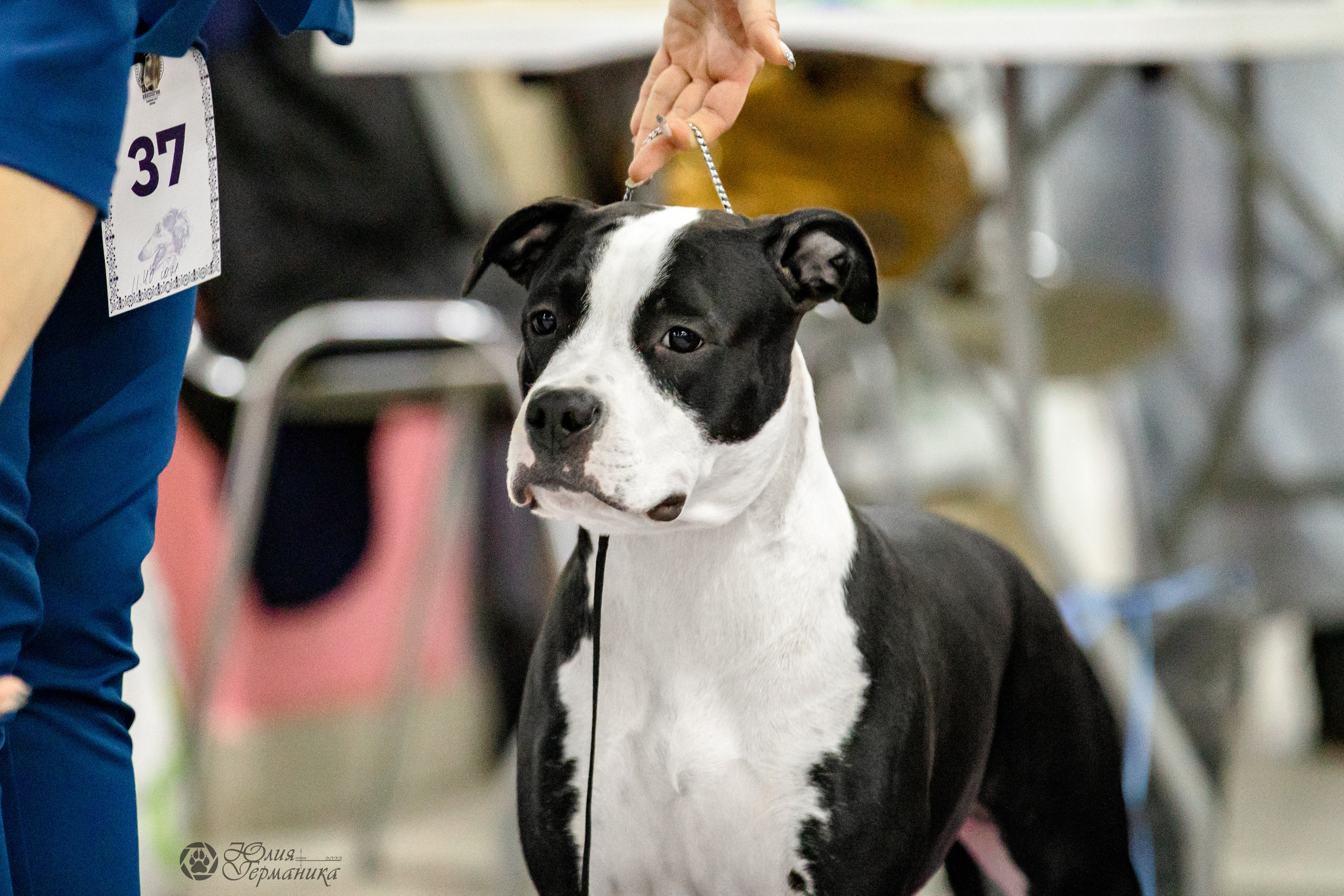 Чайна-Таун 29-30.10.2022. Фотограф-анималист Юлия Германика
