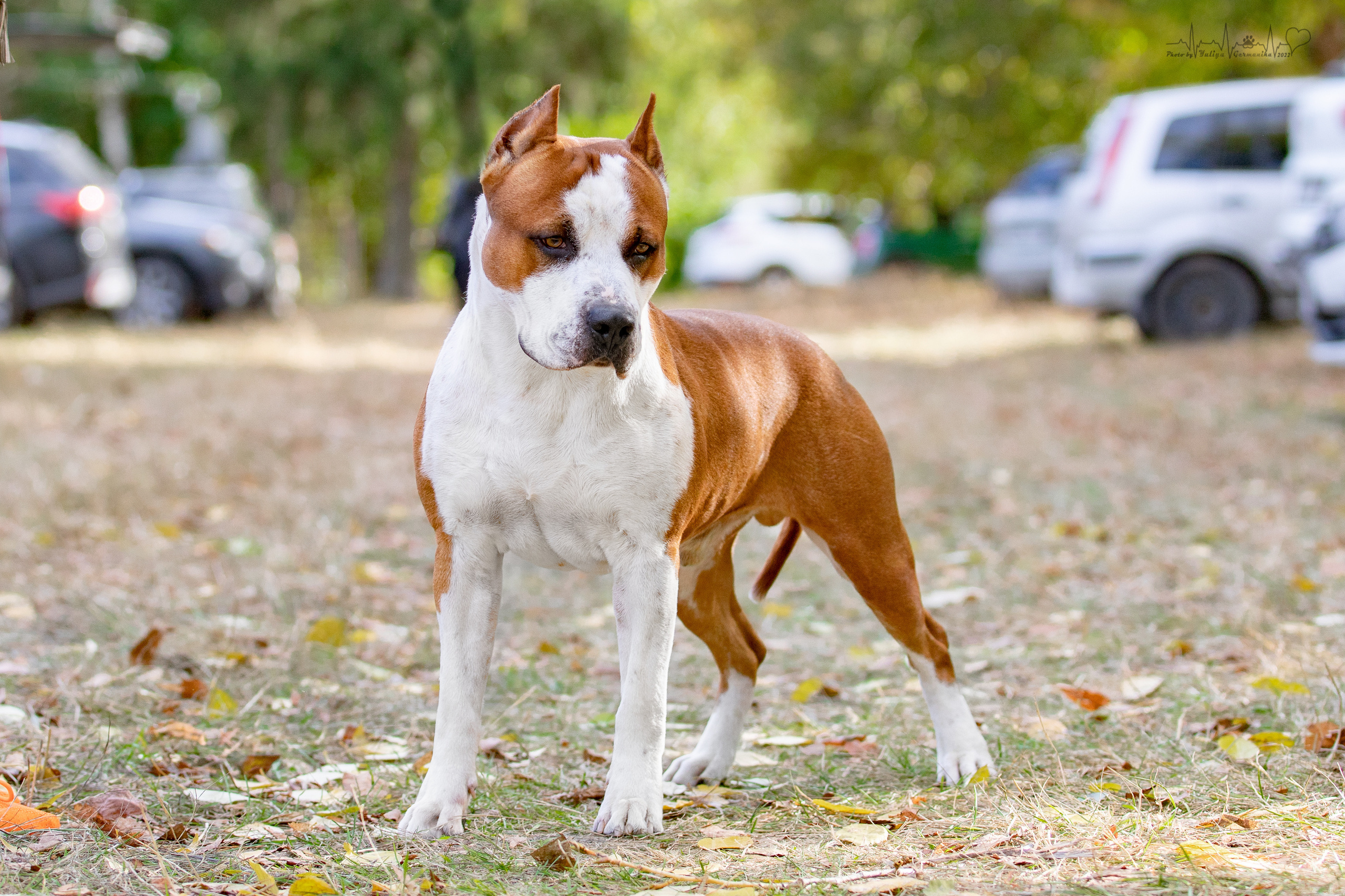 Пушкино ЧРКФ 17.09.2022. Фотограф-анималист Юлия Германика