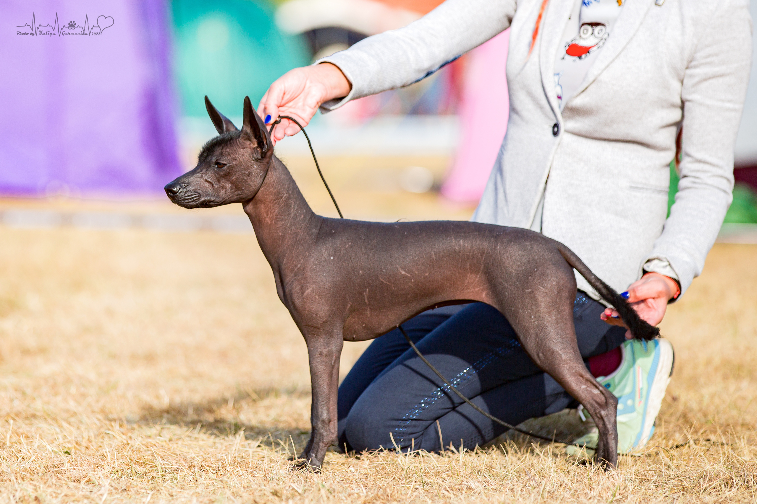 Минск 2хCACIB 3-4.09.2022. Фотограф-анималист Юлия Германика