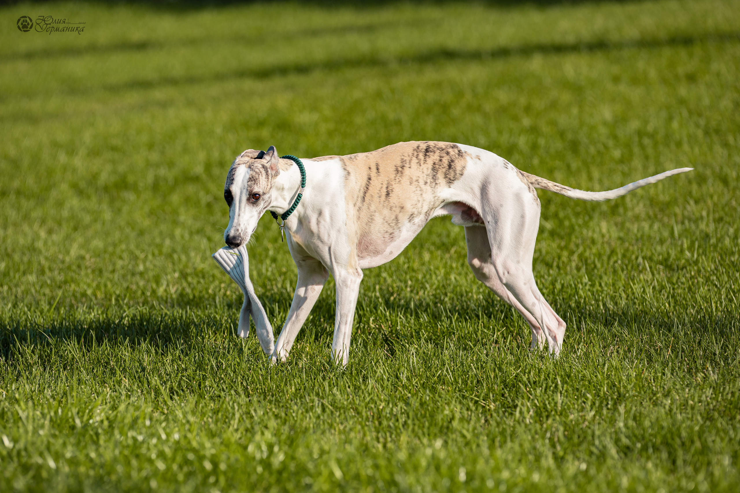 Нижний Новгород 15-16.10.2022. Фотограф-анималист Юлия Германика