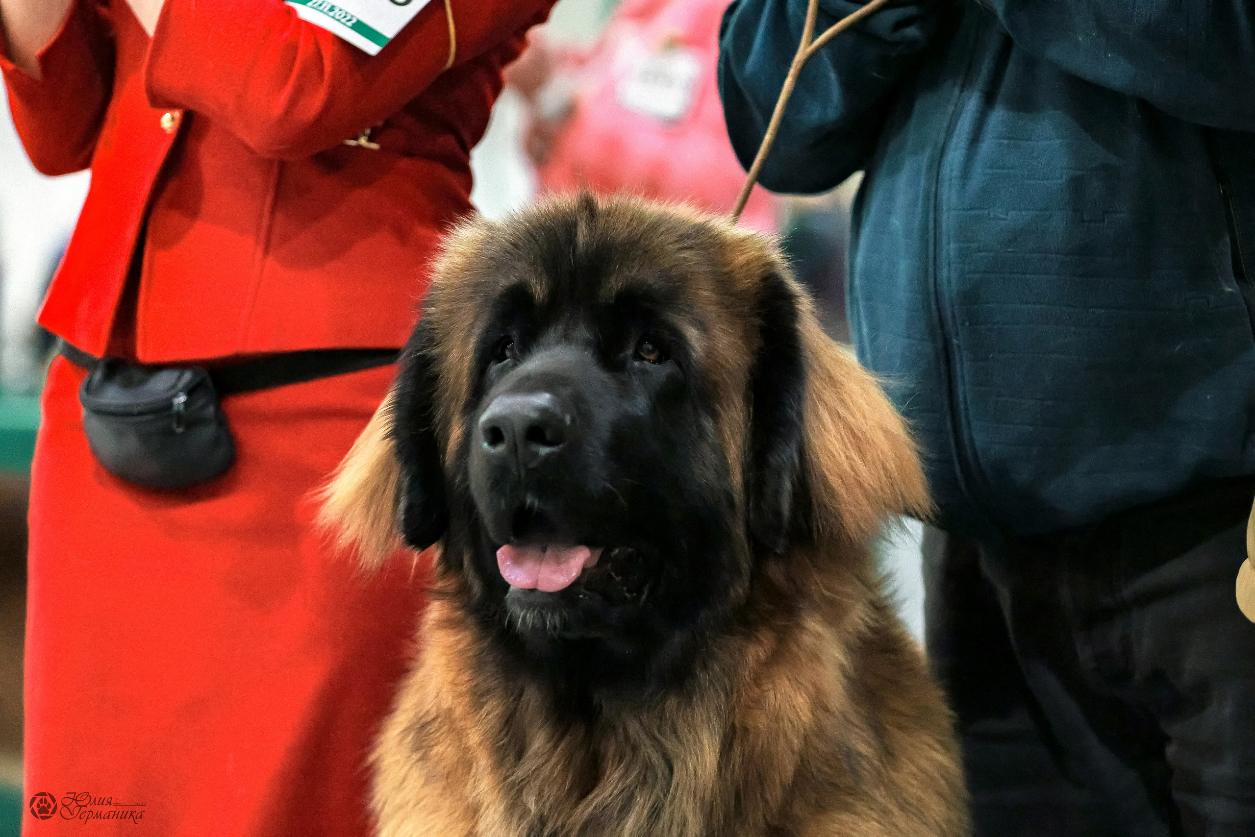 Россия 2020-2022 26-27.11.2022. Фотограф-анималист Юлия Германика