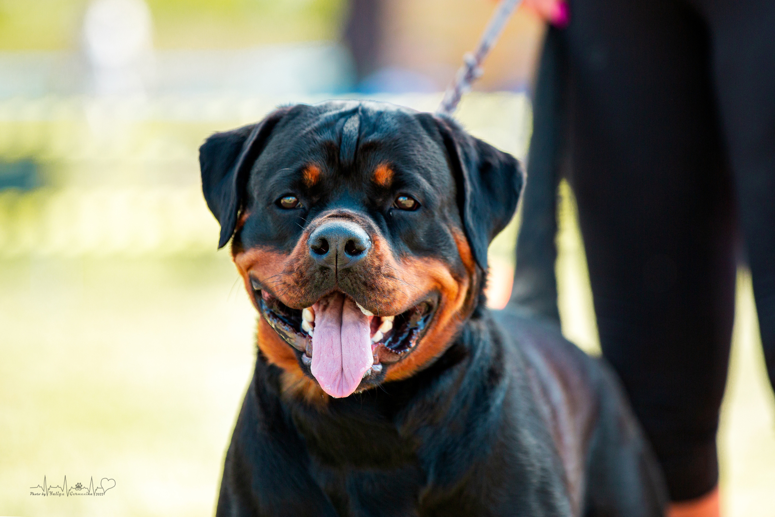 Рязань моно ротвейлеров 13.08.2022. Фотограф-анималист Юлия Германика
