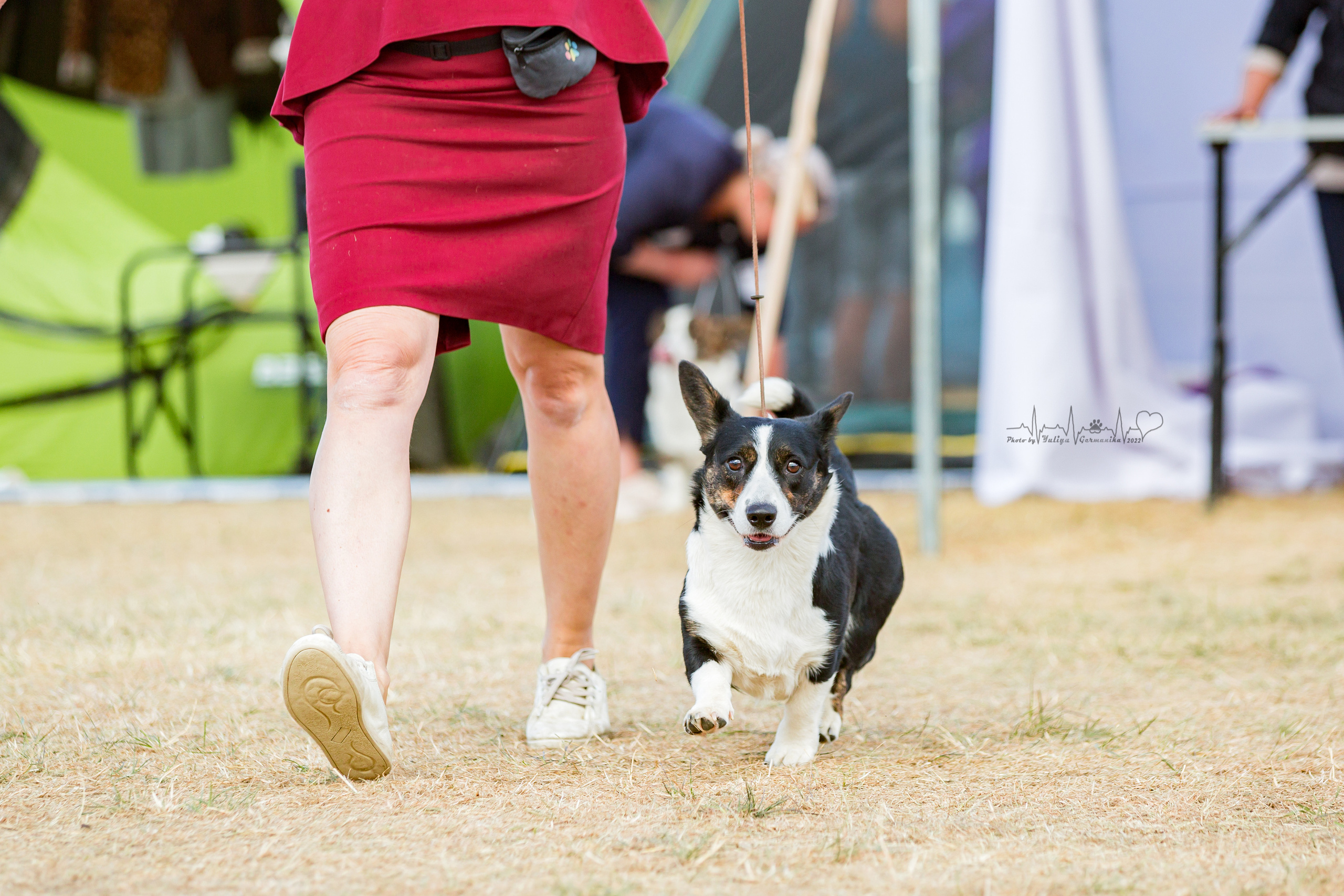 Минск 2хCACIB 3-4.09.2022. Фотограф-анималист Юлия Германика