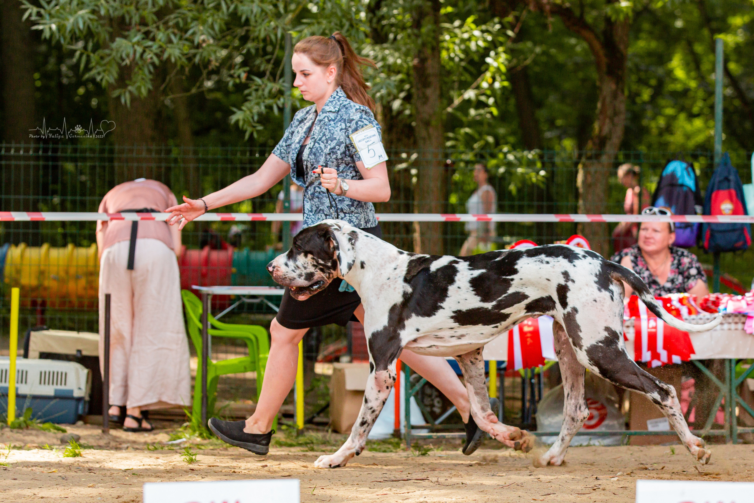 Ховрино фестиваль монопородок 14.08.2022. Фотограф-анималист Юлия Германика