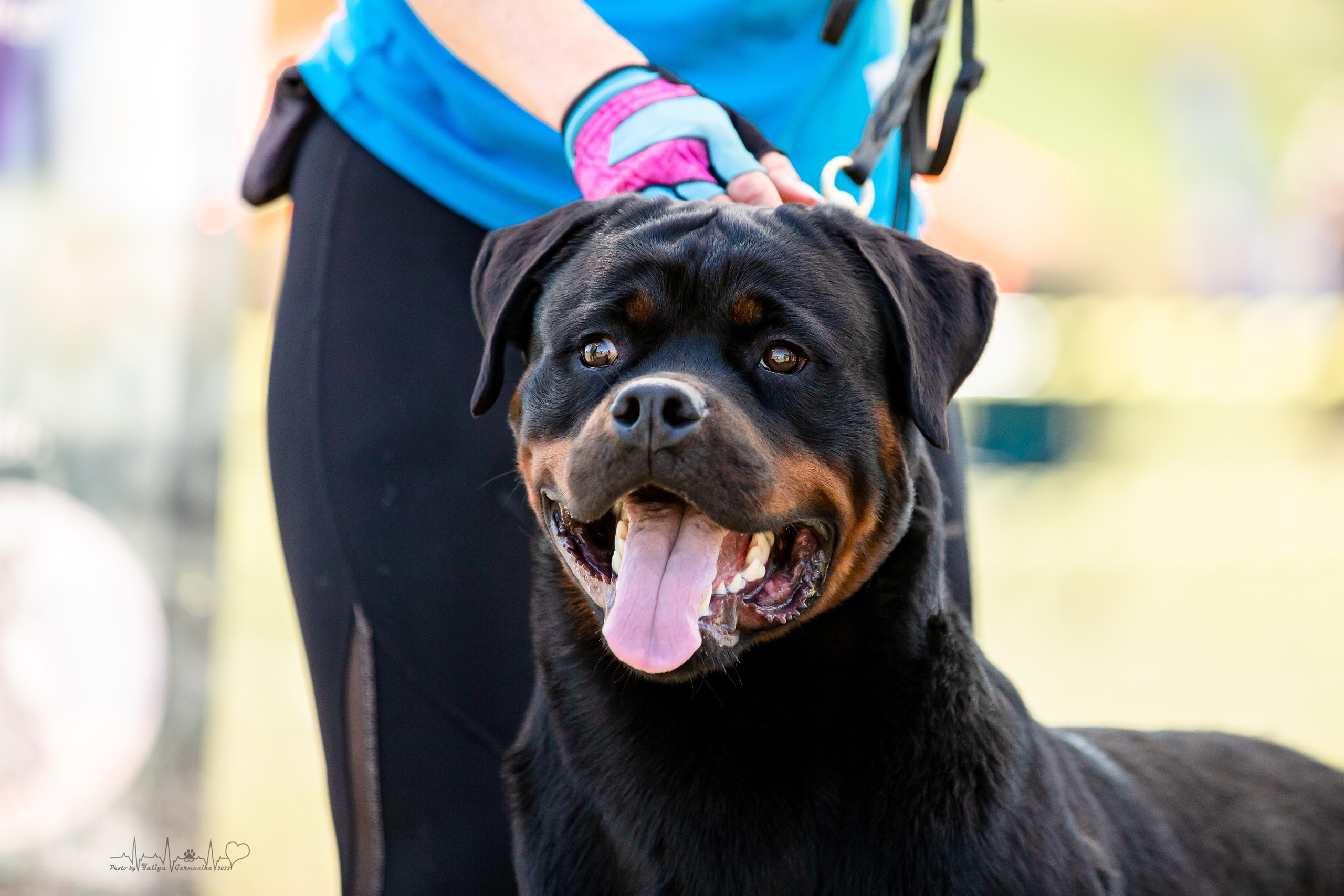 Рязань моно ротвейлеров 13.08.2022. Фотограф-анималист Юлия Германика