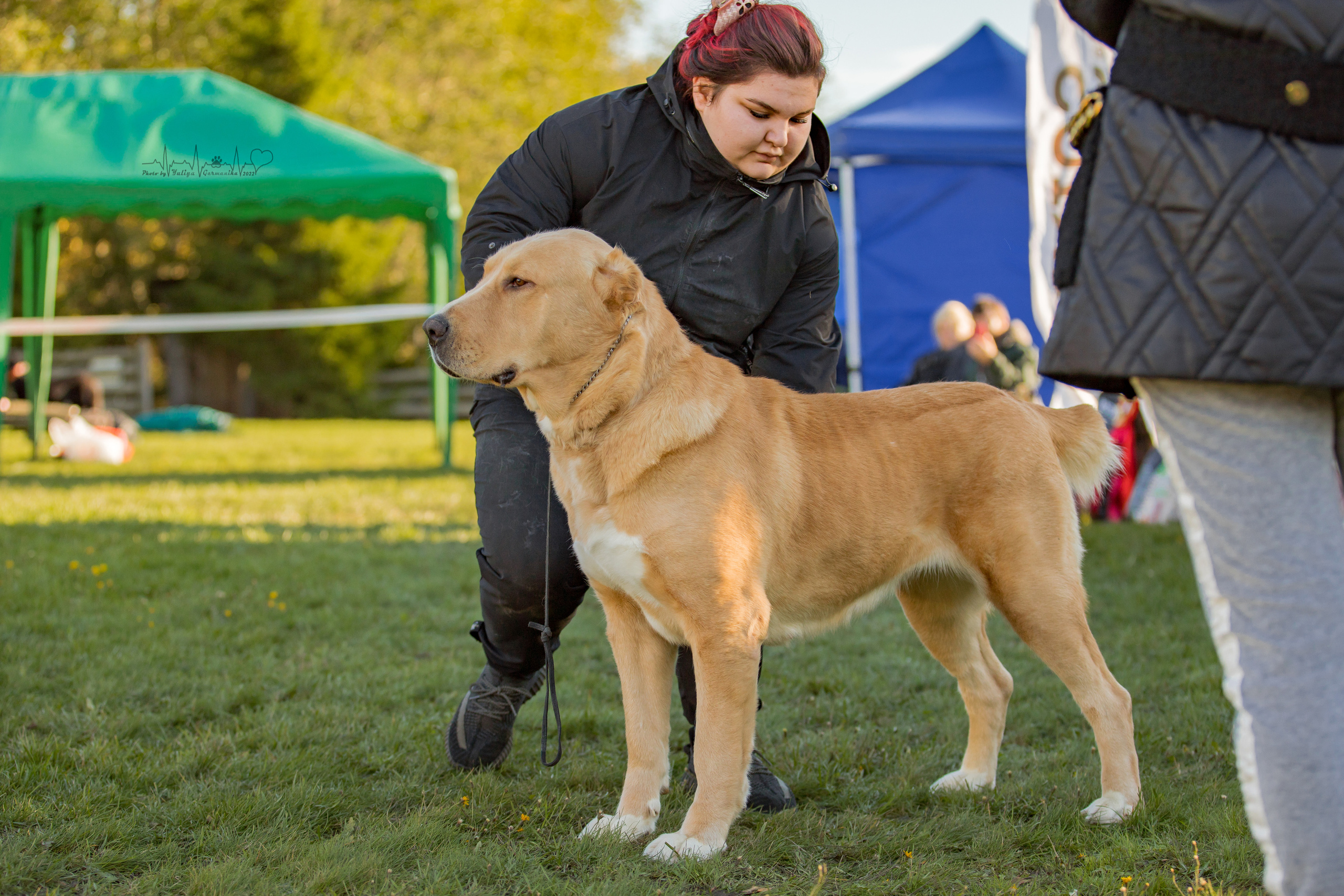 Александрова Слобода моно сао 2.10.2022. Фотограф-анималист Юлия Германика