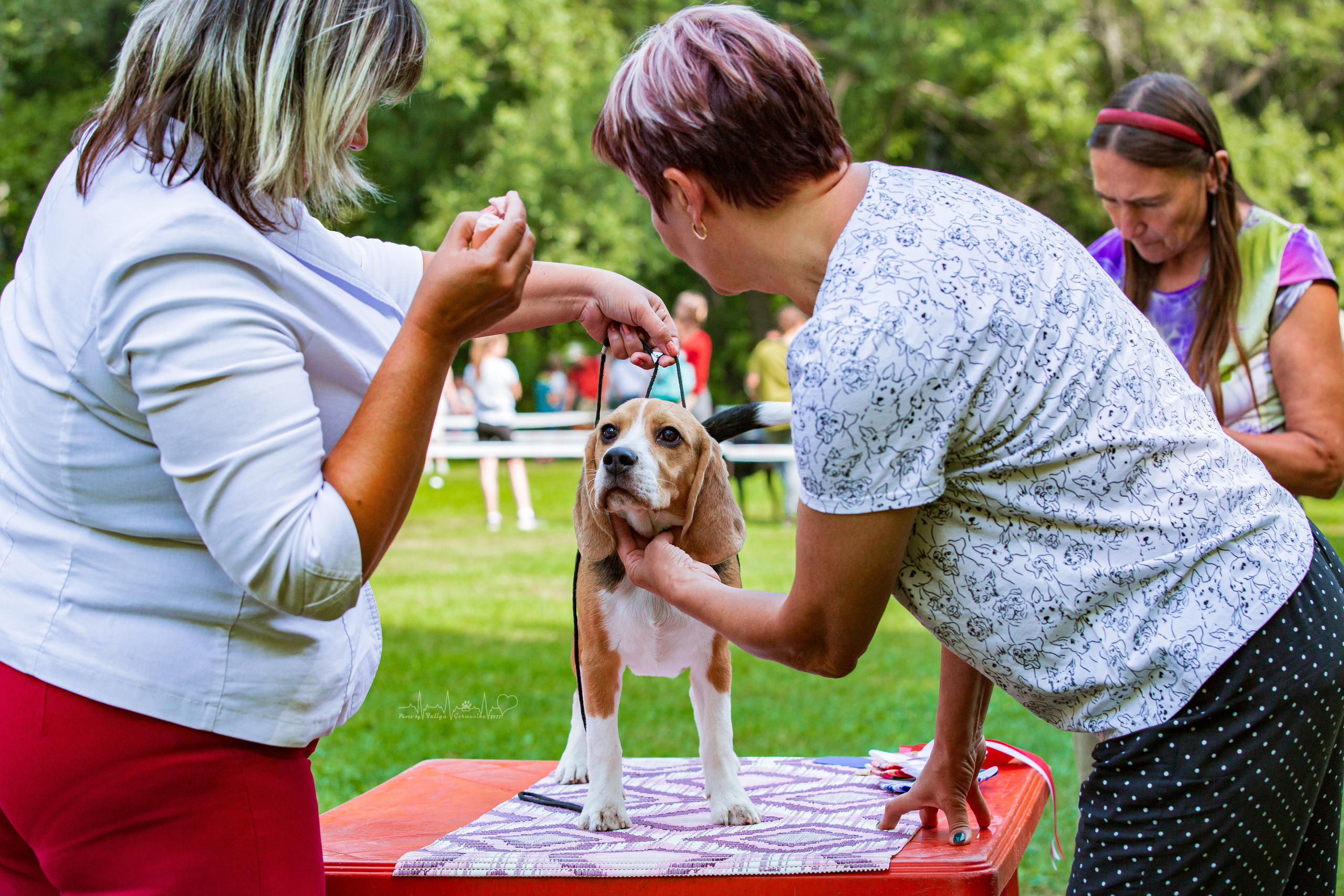 Сокольники 21.08,Сергиев Посад 27-28.08 2022. Фотограф-анималист Юлия Германика