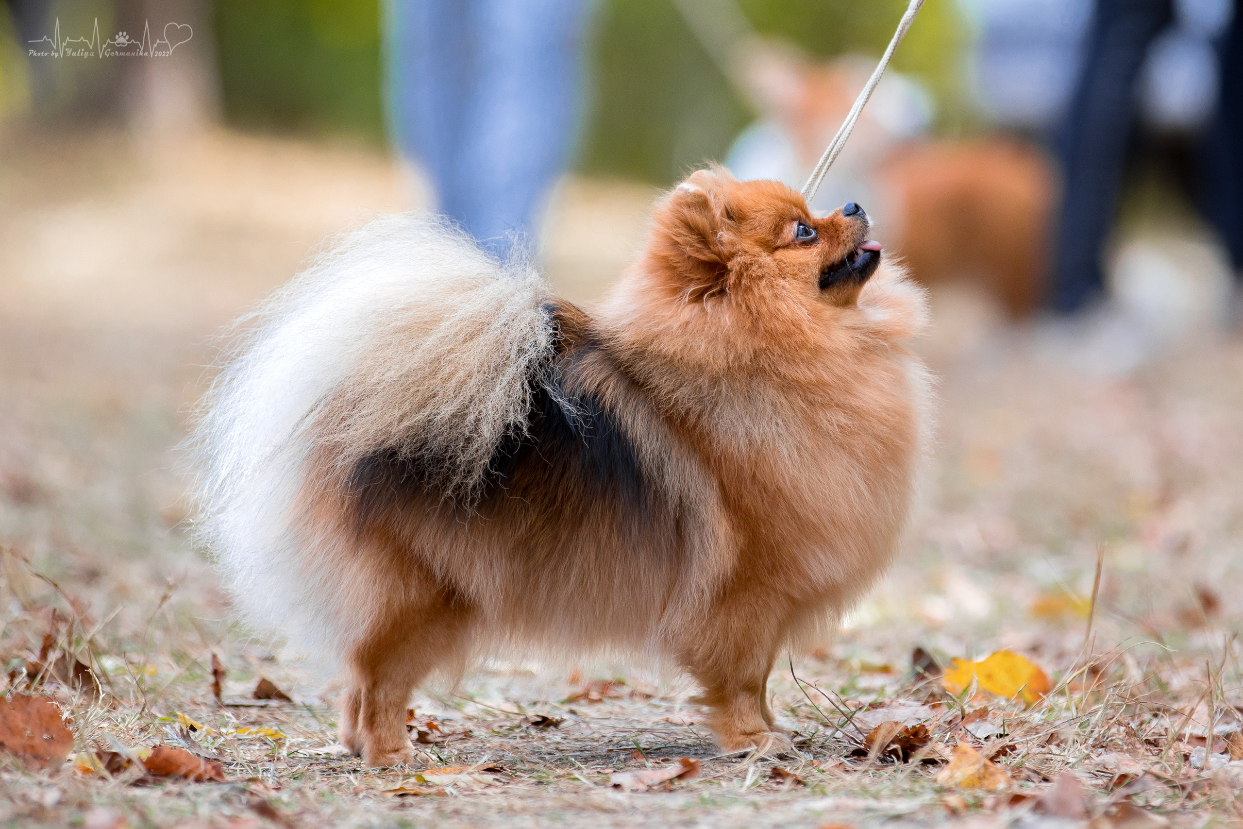 Пушкино ЧРКФ 17.09.2022. Фотограф-анималист Юлия Германика