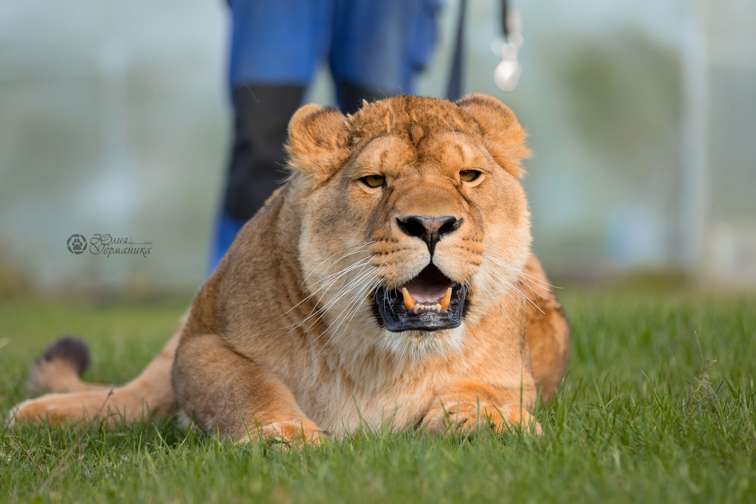 Герда(львица). Фотограф-анималист Юлия Германика