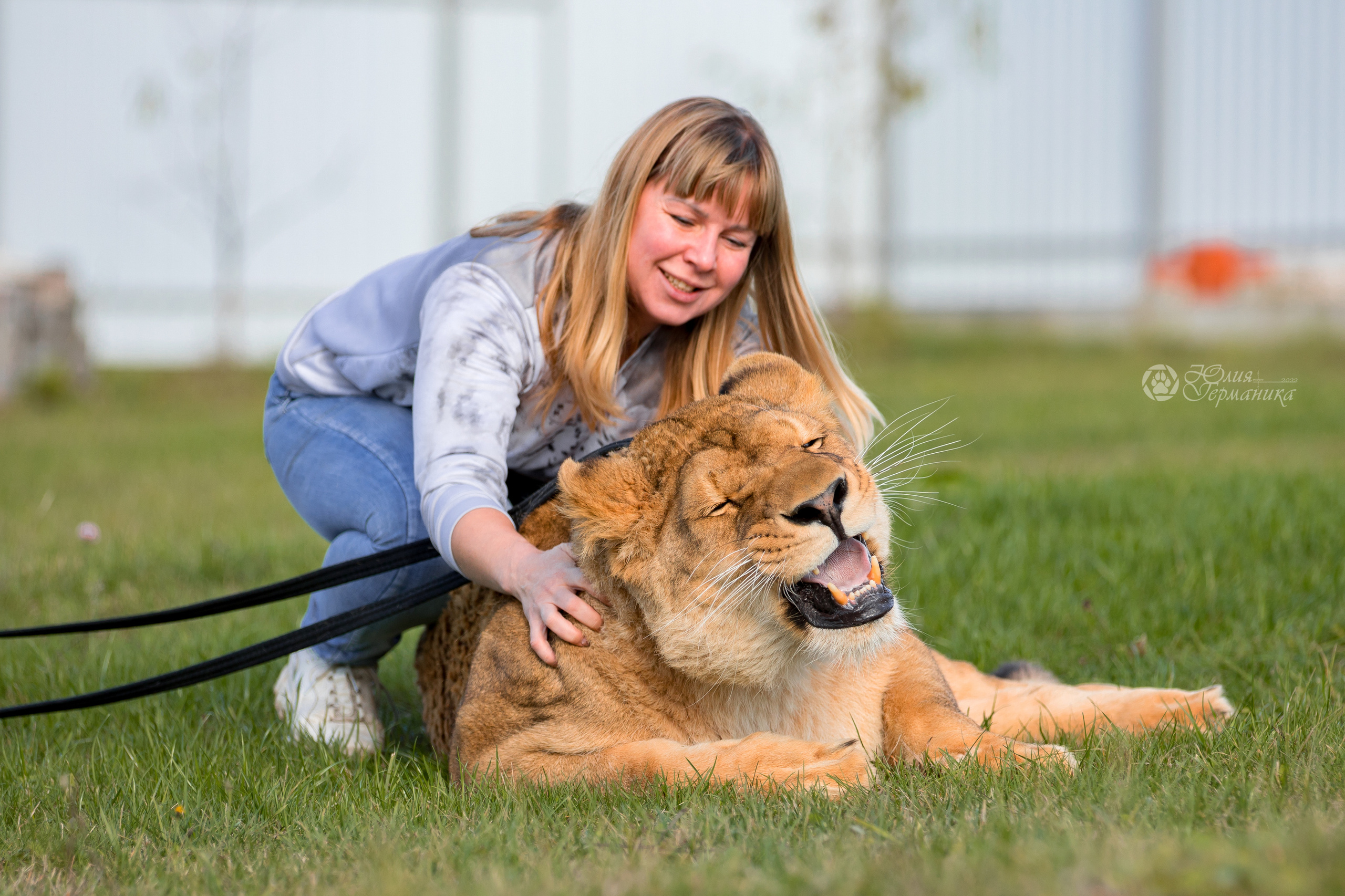 Герда(львица). Фотограф-анималист Юлия Германика