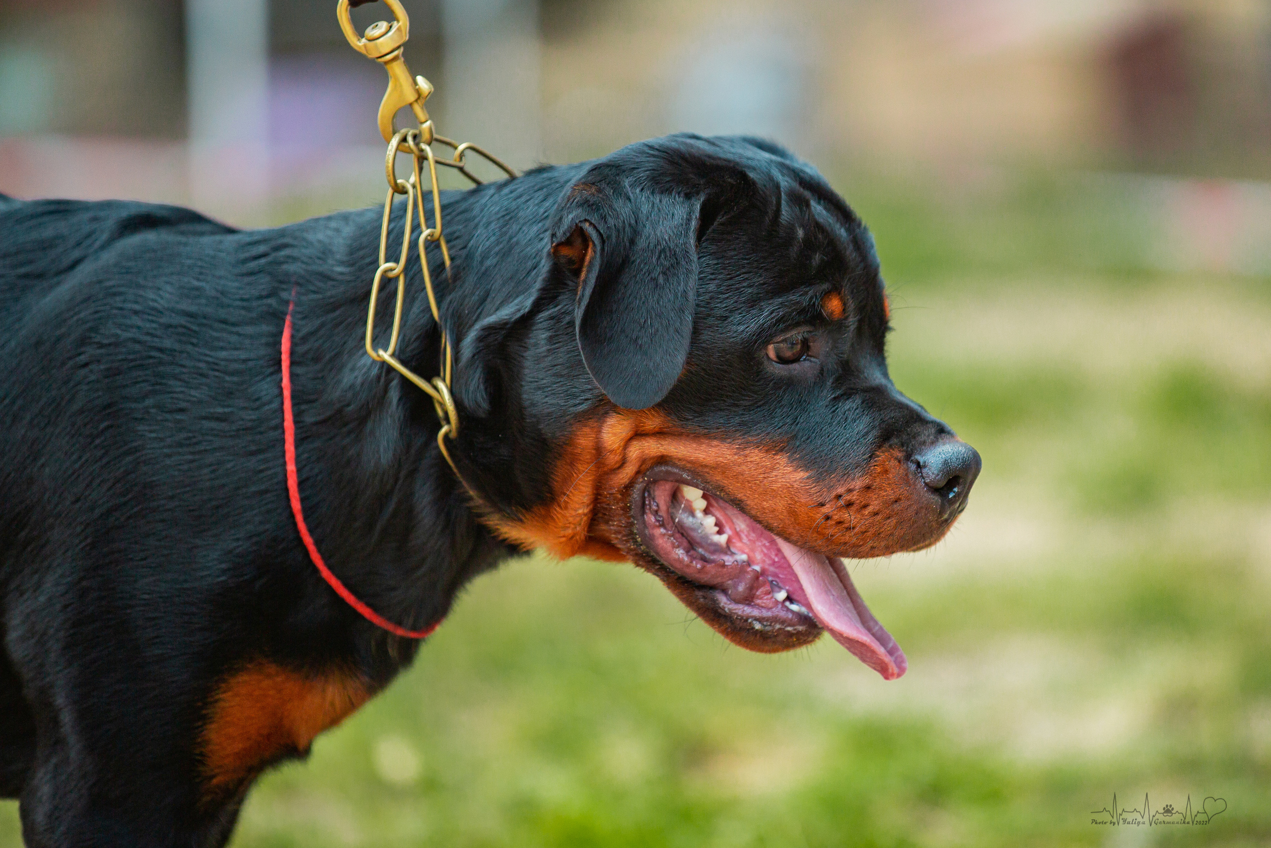 Ховрино фестиваль монопородок 14.08.2022. Фотограф-анималист Юлия Германика