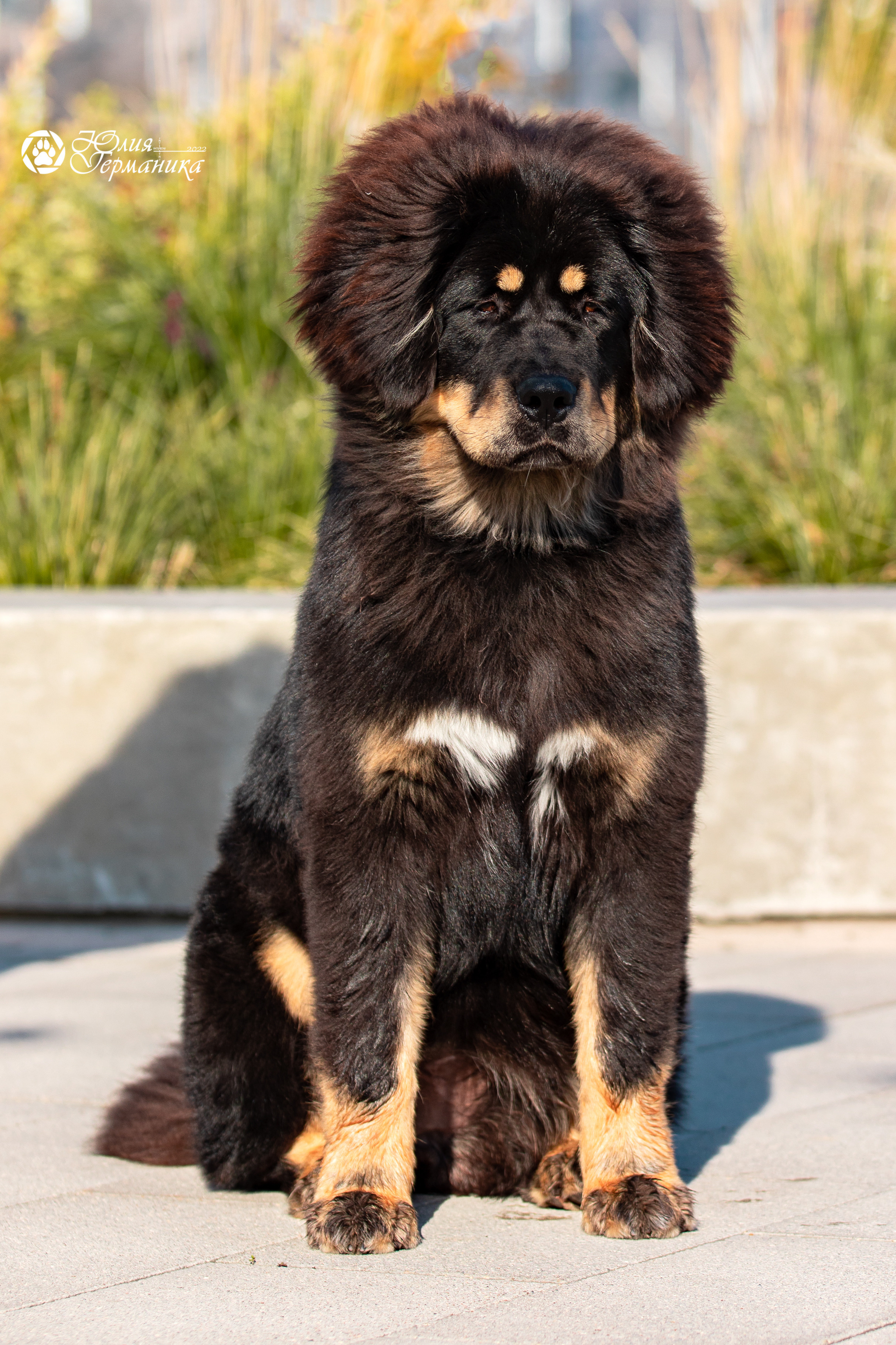 Нижний Новгород 15-16.10.2022. Фотограф-анималист Юлия Германика