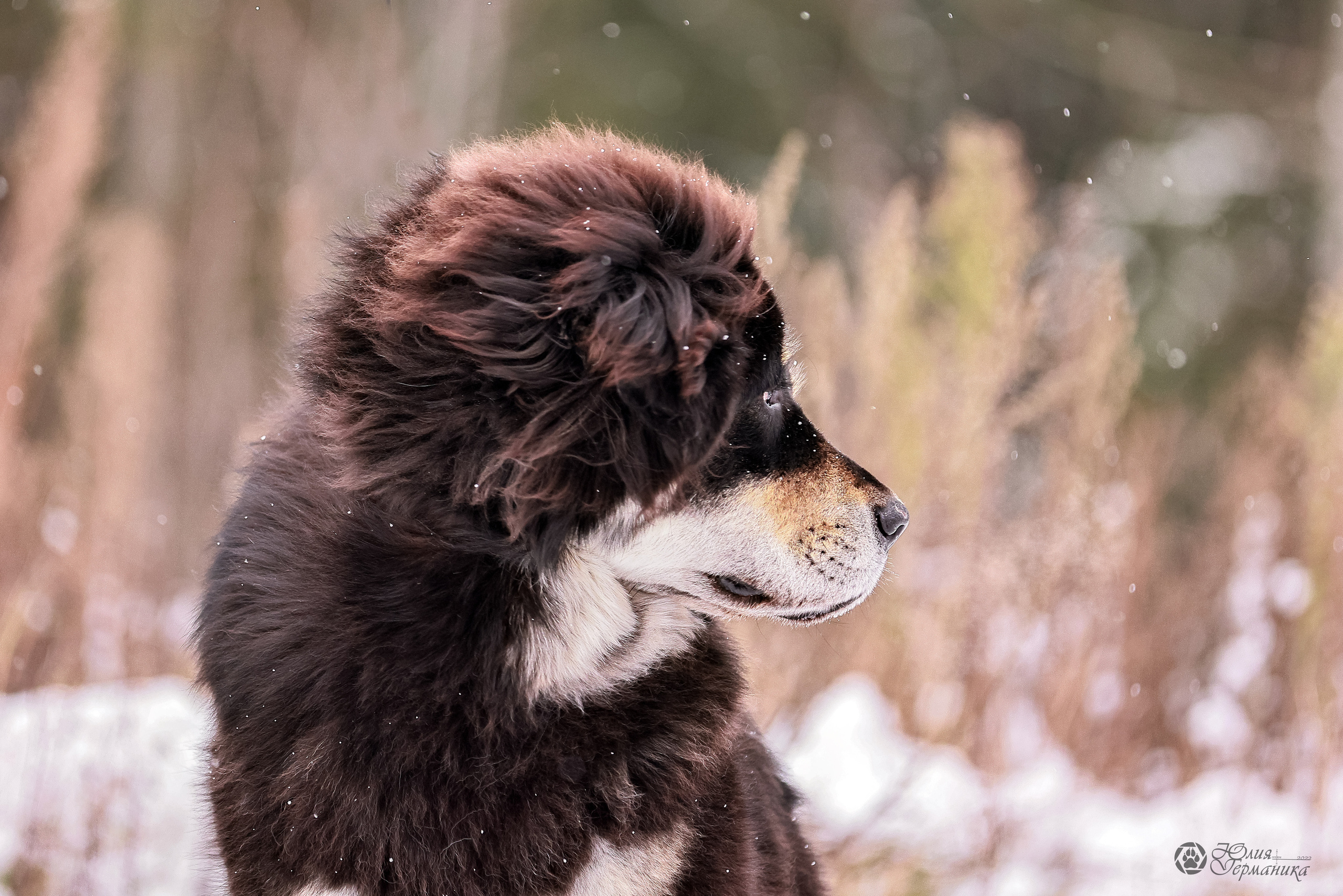 Минск 19-20.11.2022. Фотограф-анималист Юлия Германика