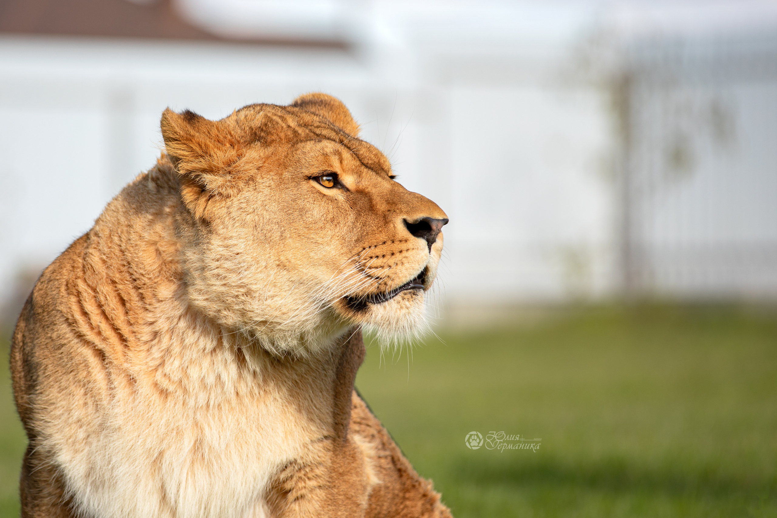 Герда(львица). Фотограф-анималист Юлия Германика