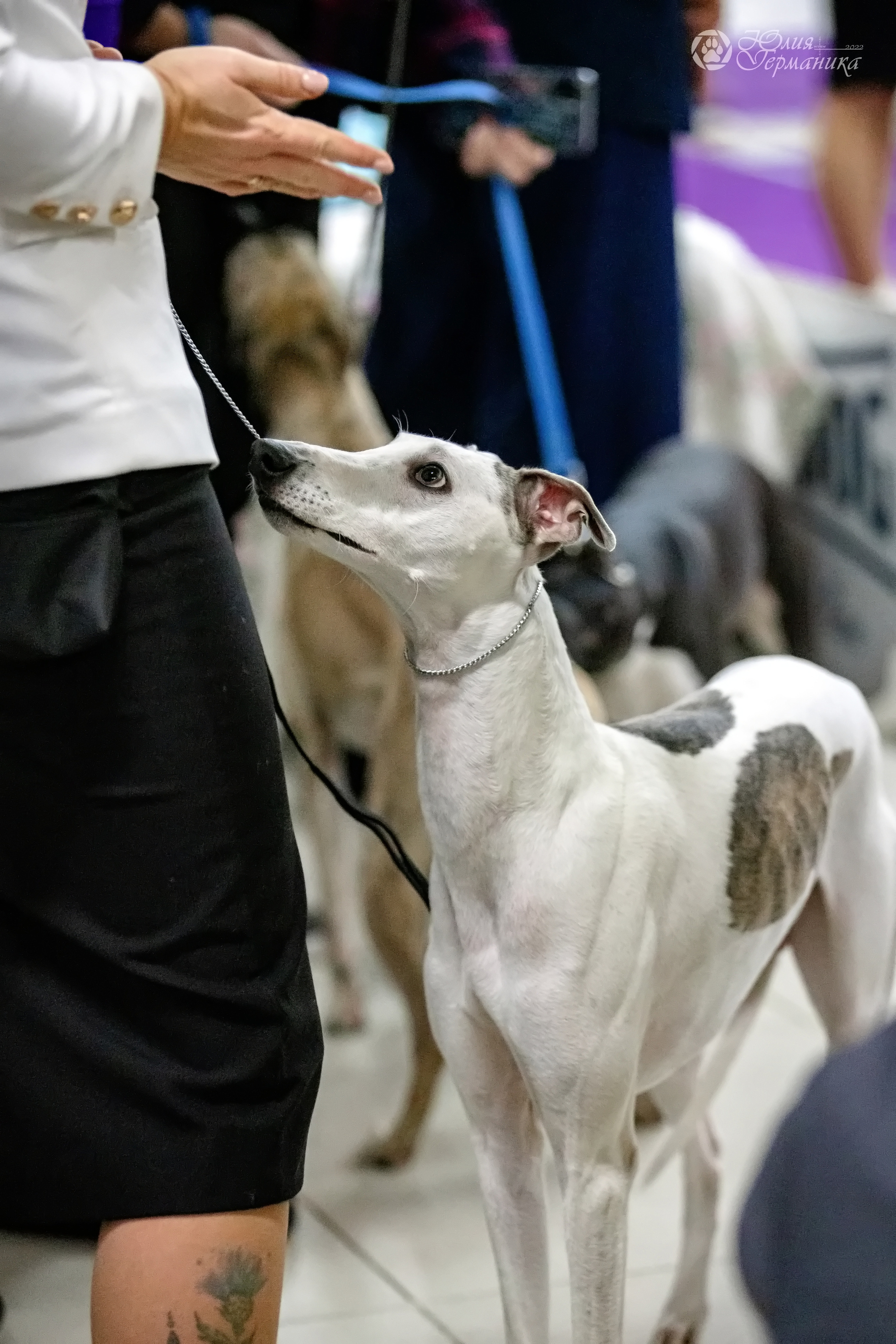 Чайна-Таун 3 и 12.11.2022. Фотограф-анималист Юлия Германика