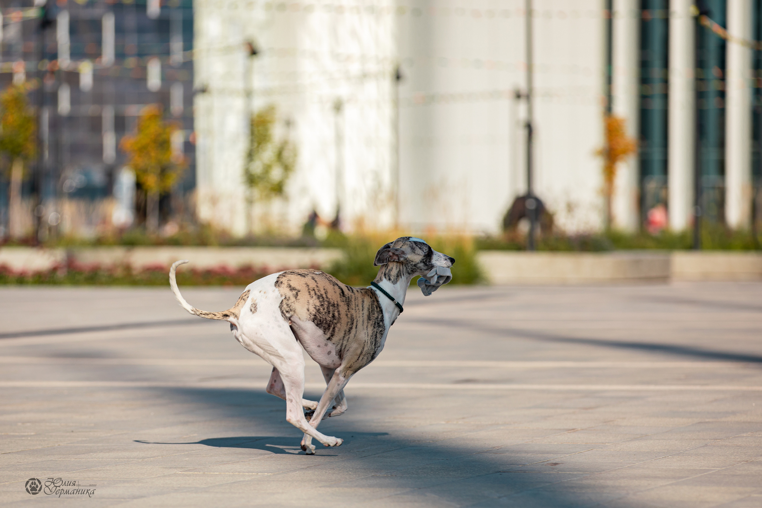Нижний Новгород 15-16.10.2022. Фотограф-анималист Юлия Германика