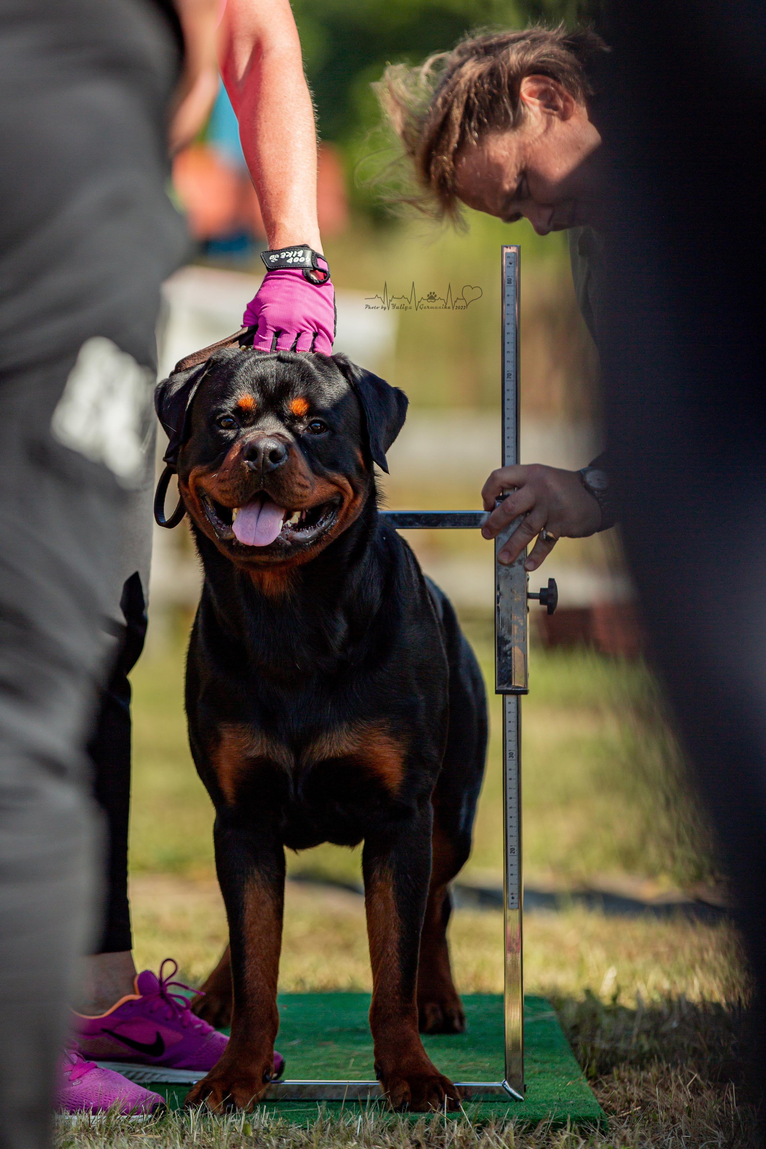 Рязань моно ротвейлеров 13.08.2022. Фотограф-анималист Юлия Германика