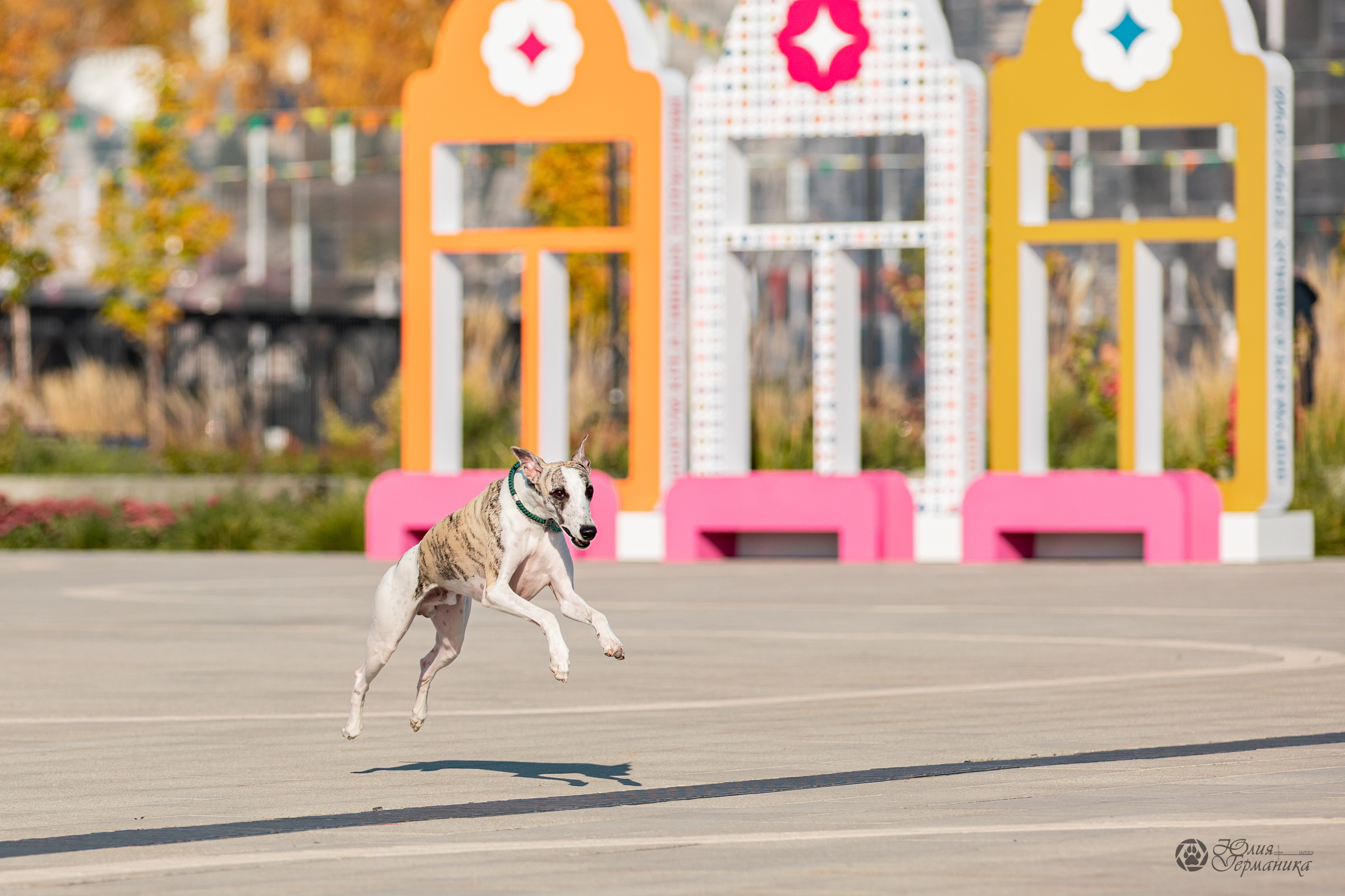 Нижний Новгород 15-16.10.2022. Фотограф-анималист Юлия Германика