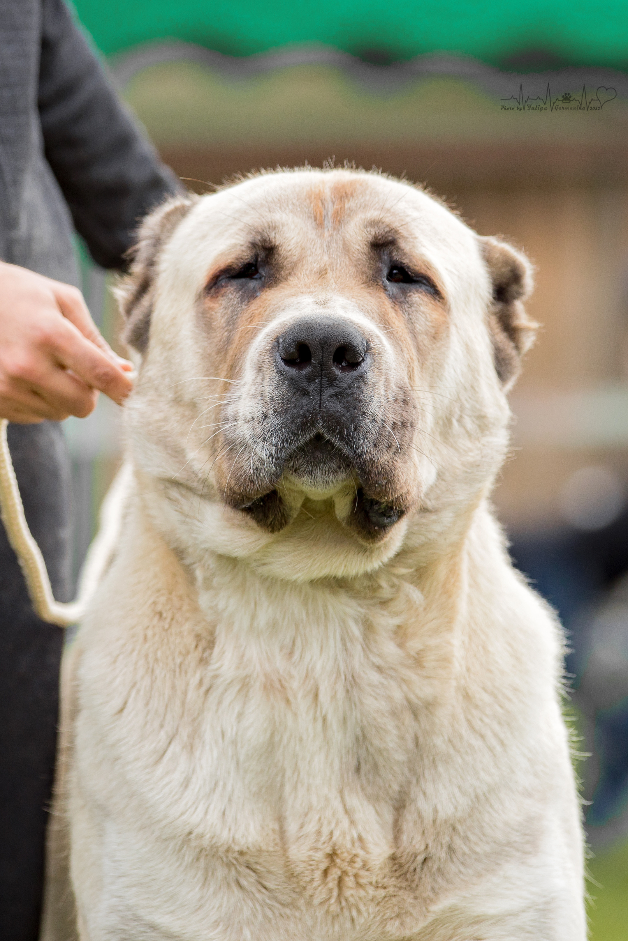 Александрова Слобода моно сао 2.10.2022. Фотограф-анималист Юлия Германика