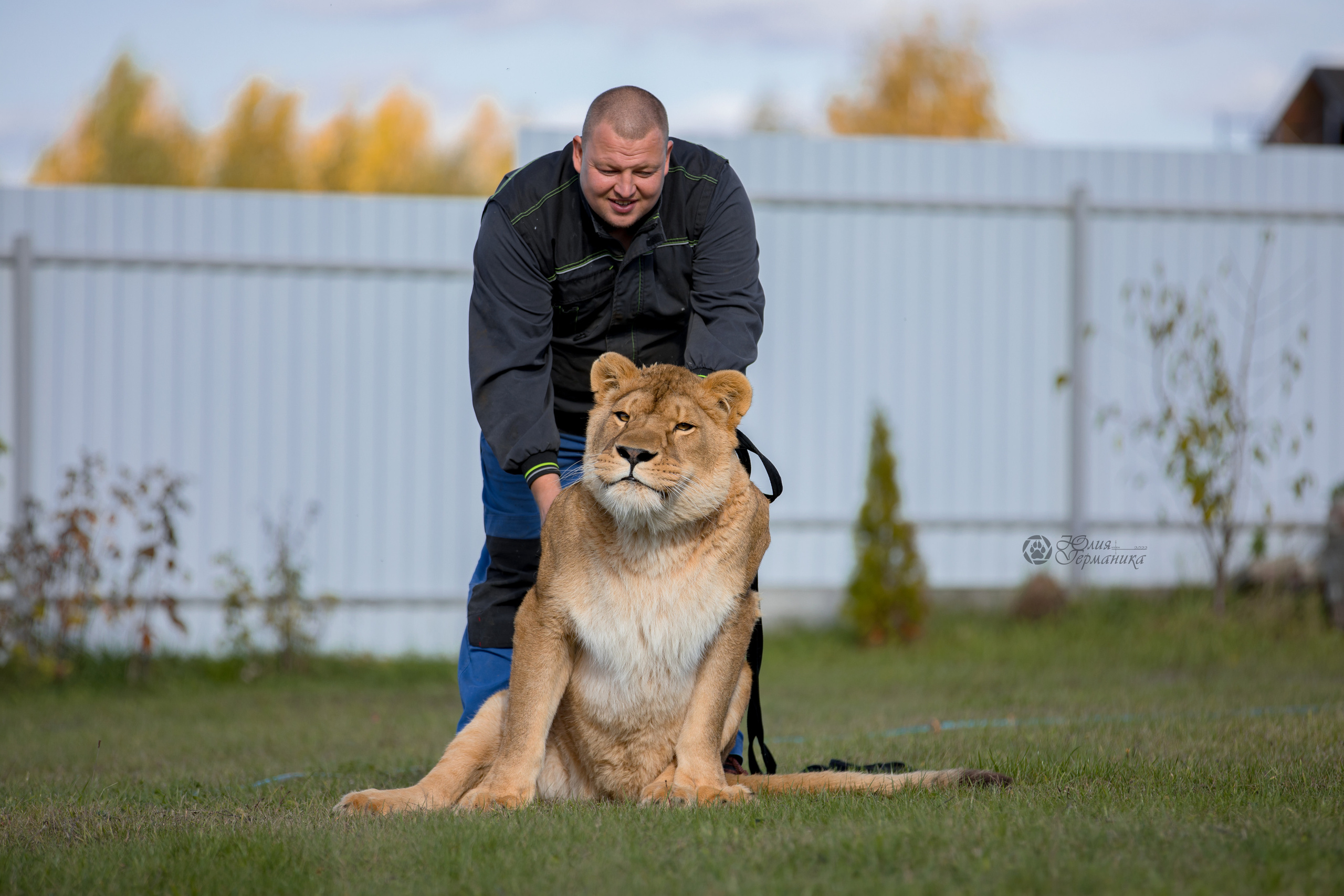 Герда(львица). Фотограф-анималист Юлия Германика