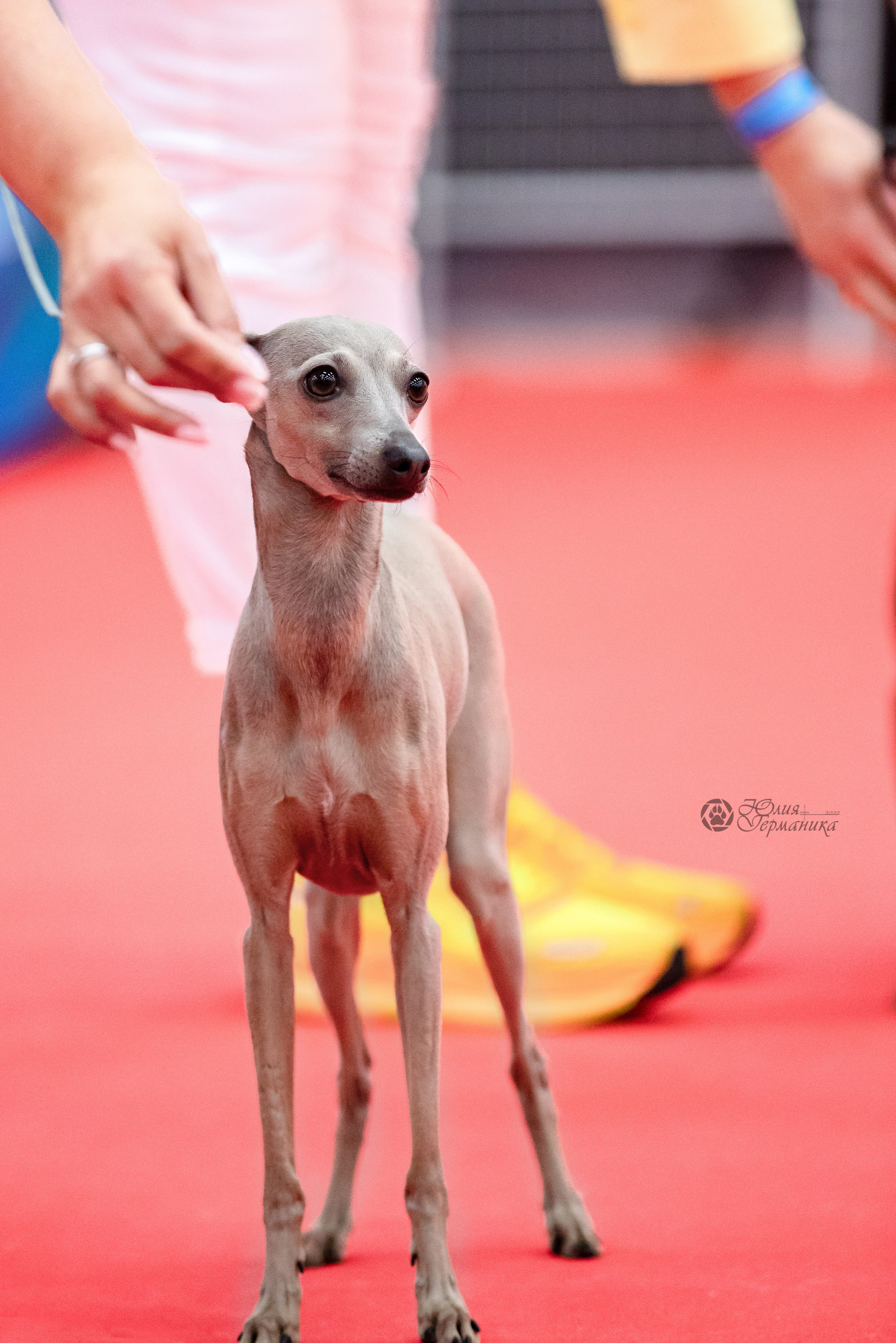 Нижний Новгород 15-16.10.2022. Фотограф-анималист Юлия Германика