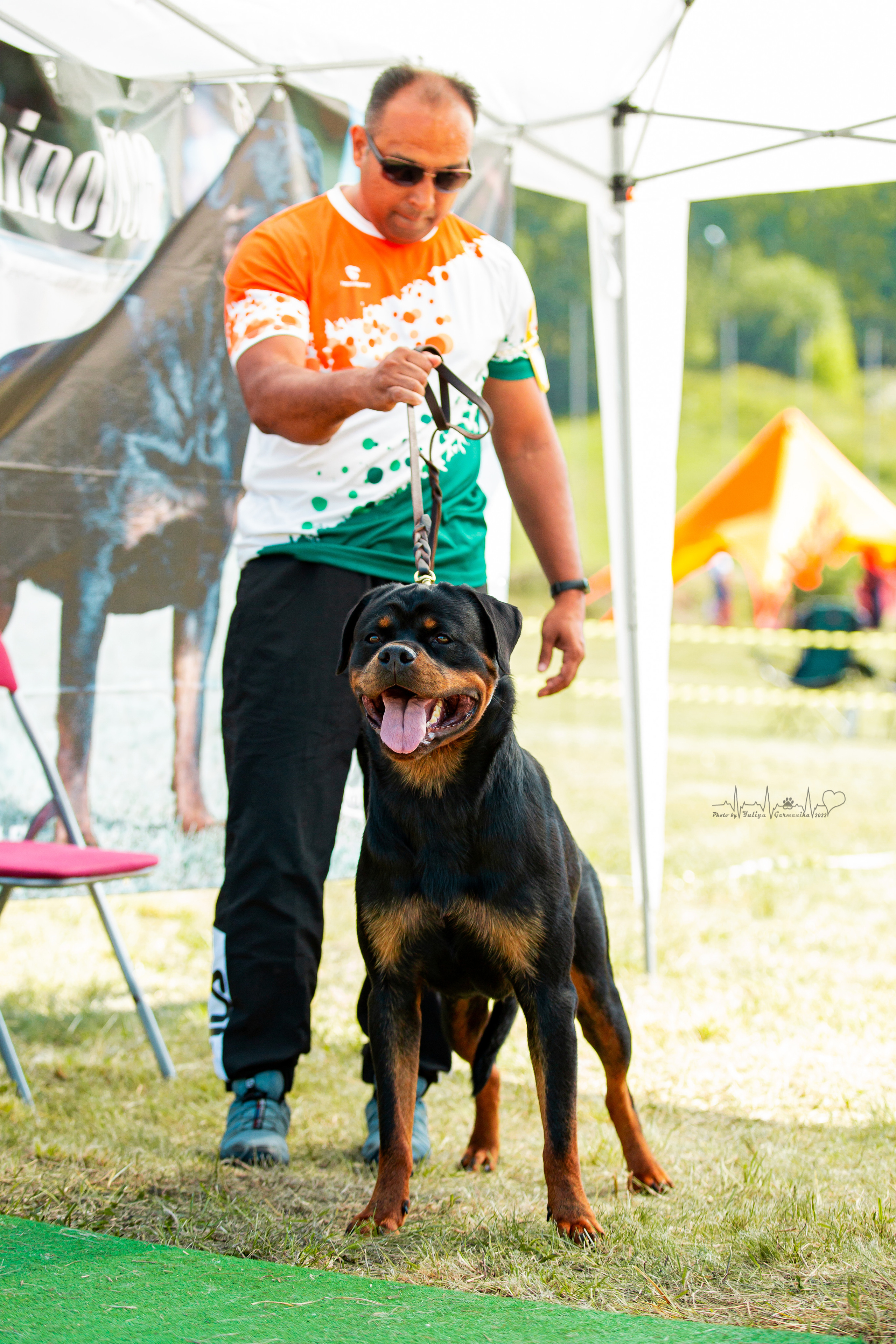 Рязань моно ротвейлеров 13.08.2022. Фотограф-анималист Юлия Германика
