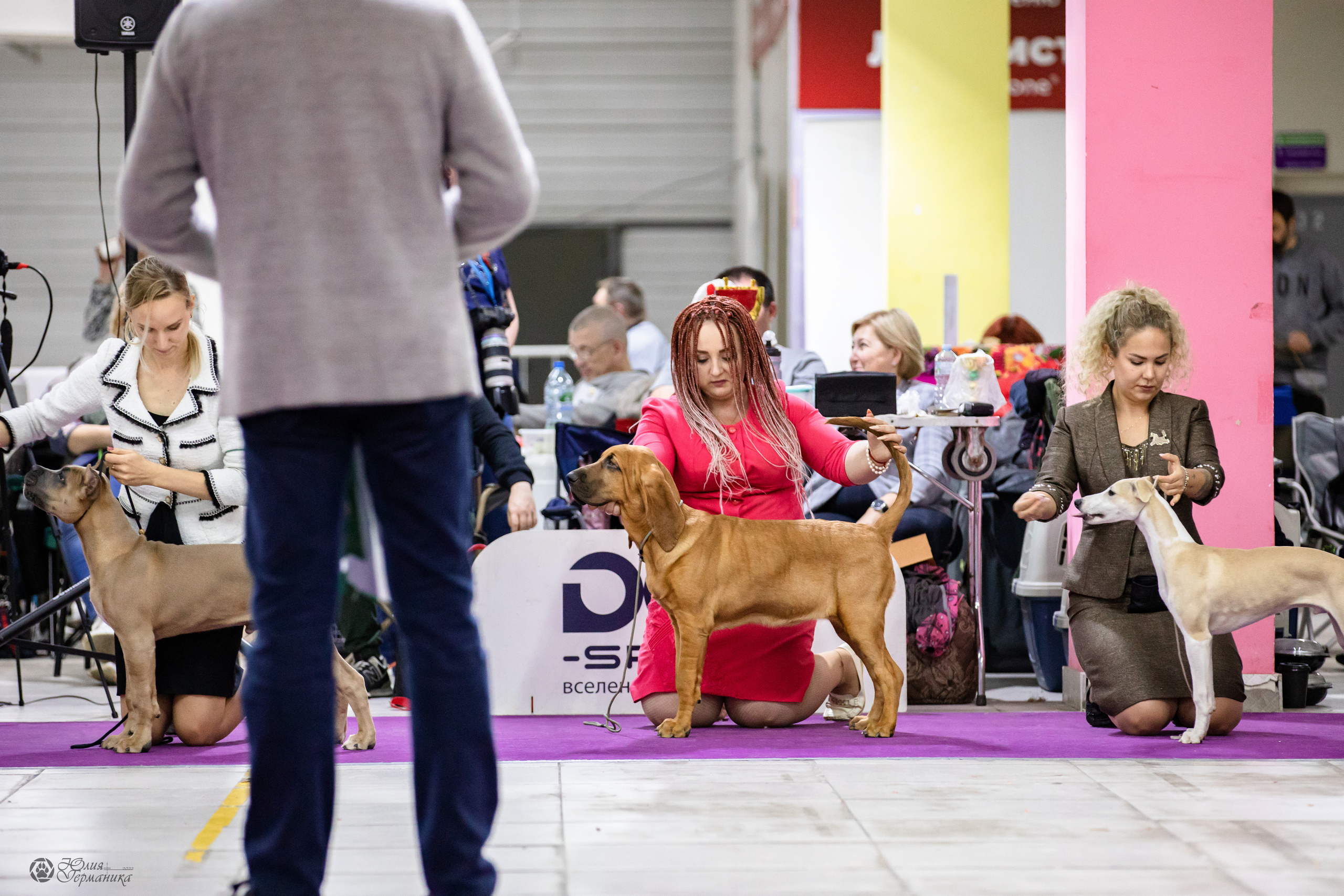 Чайна-Таун 29-30.10.2022. Фотограф-анималист Юлия Германика