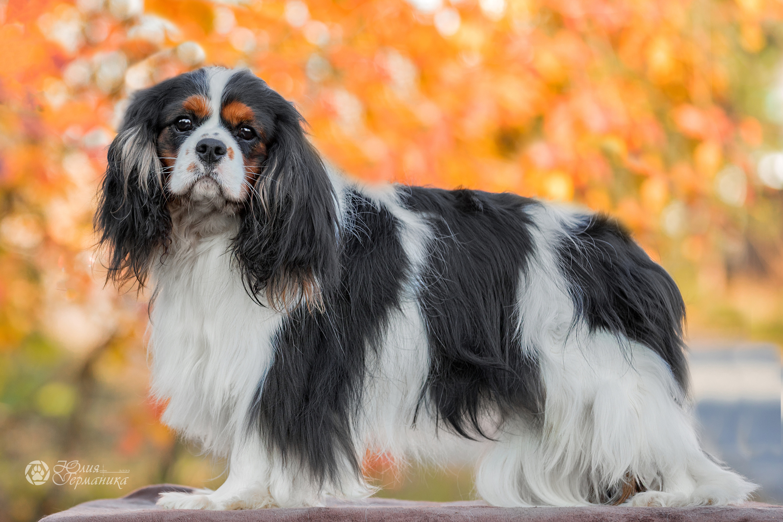 Свободная съемка. Фотограф-анималист Юлия Германика