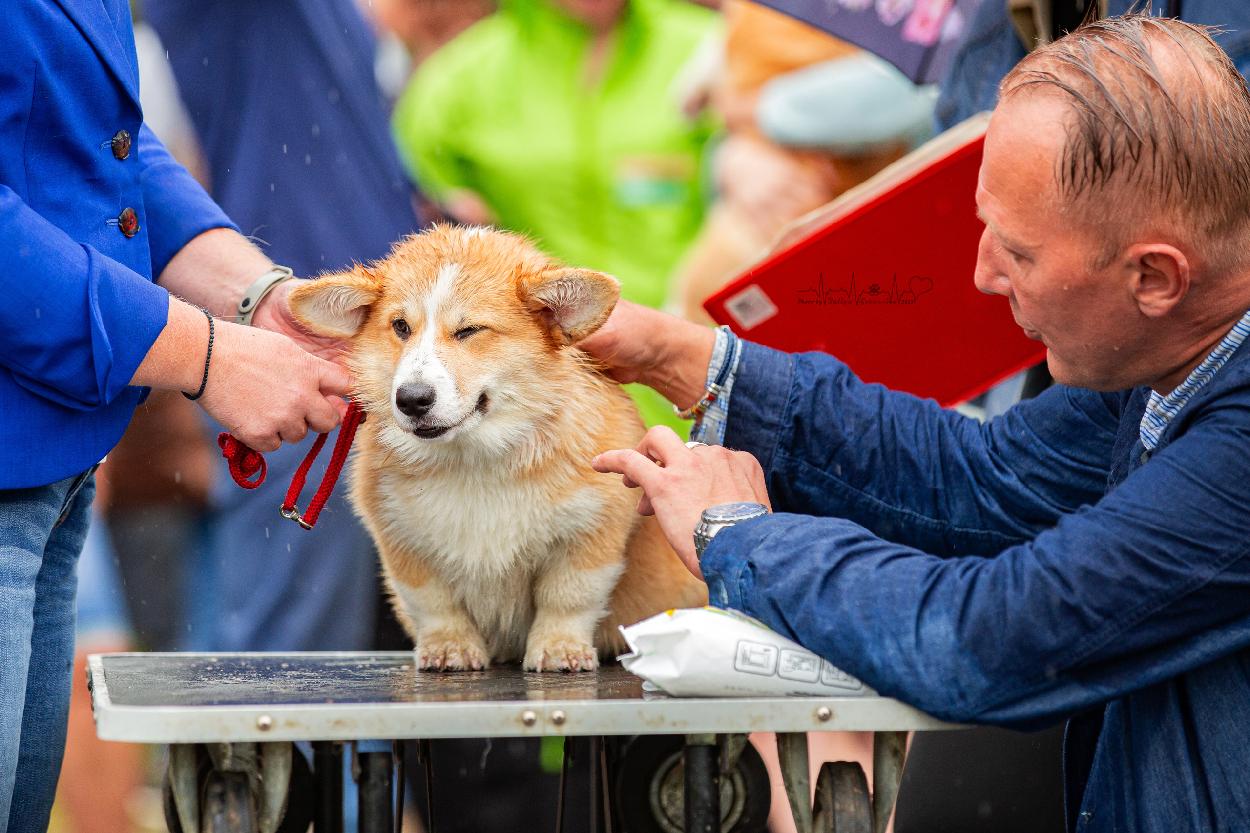 Ховрино 31.07,Чайна-Таун 6.08,Тверь 7.08. Фотограф-анималист Юлия Германика